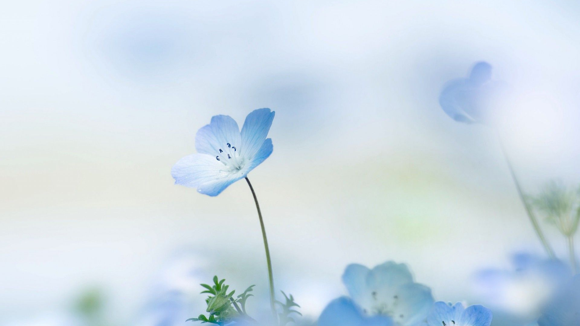 Blue Flowers Aesthetic Wallpapers