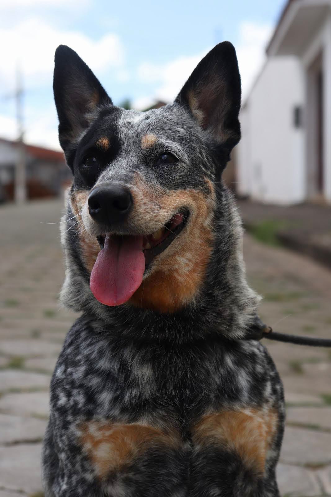 Blue Heelers Wallpapers