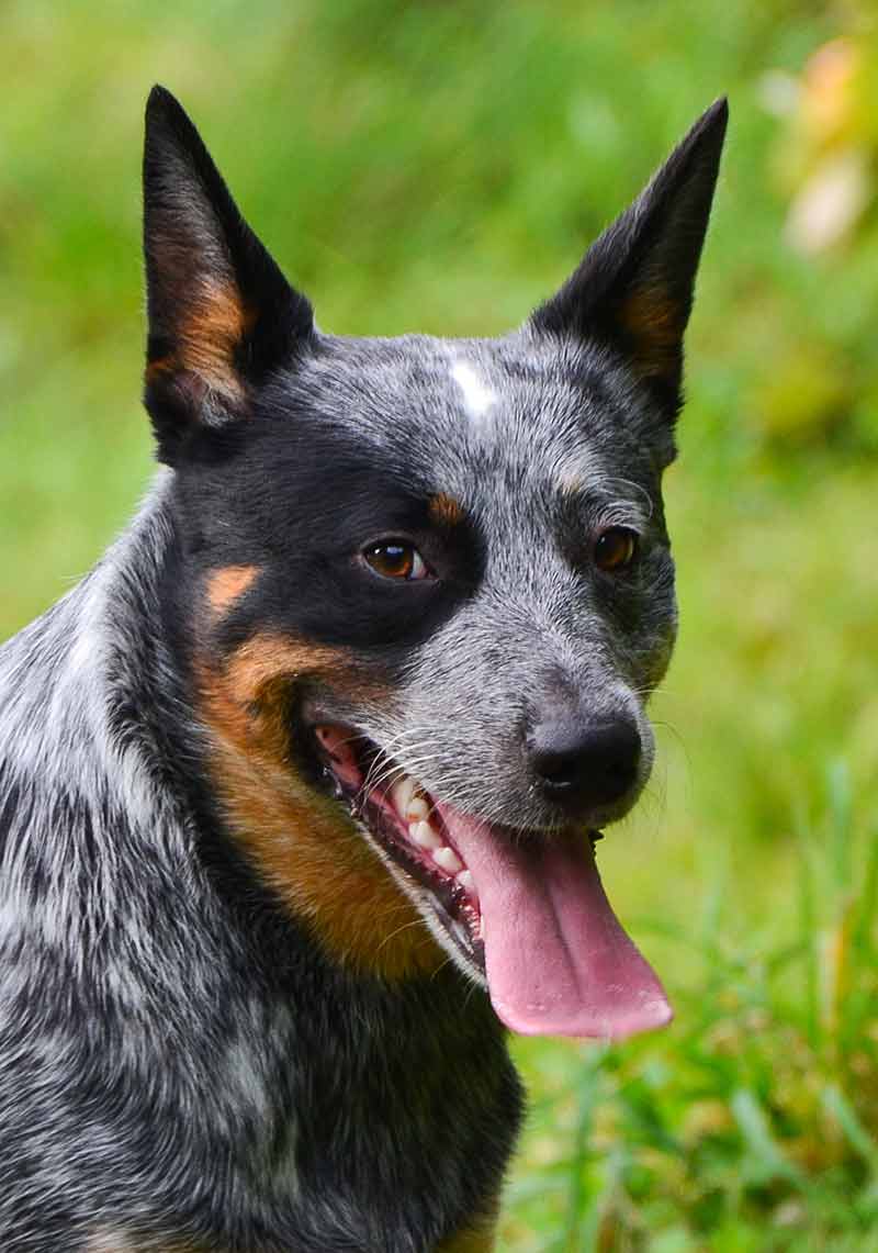 Blue Heelers Wallpapers