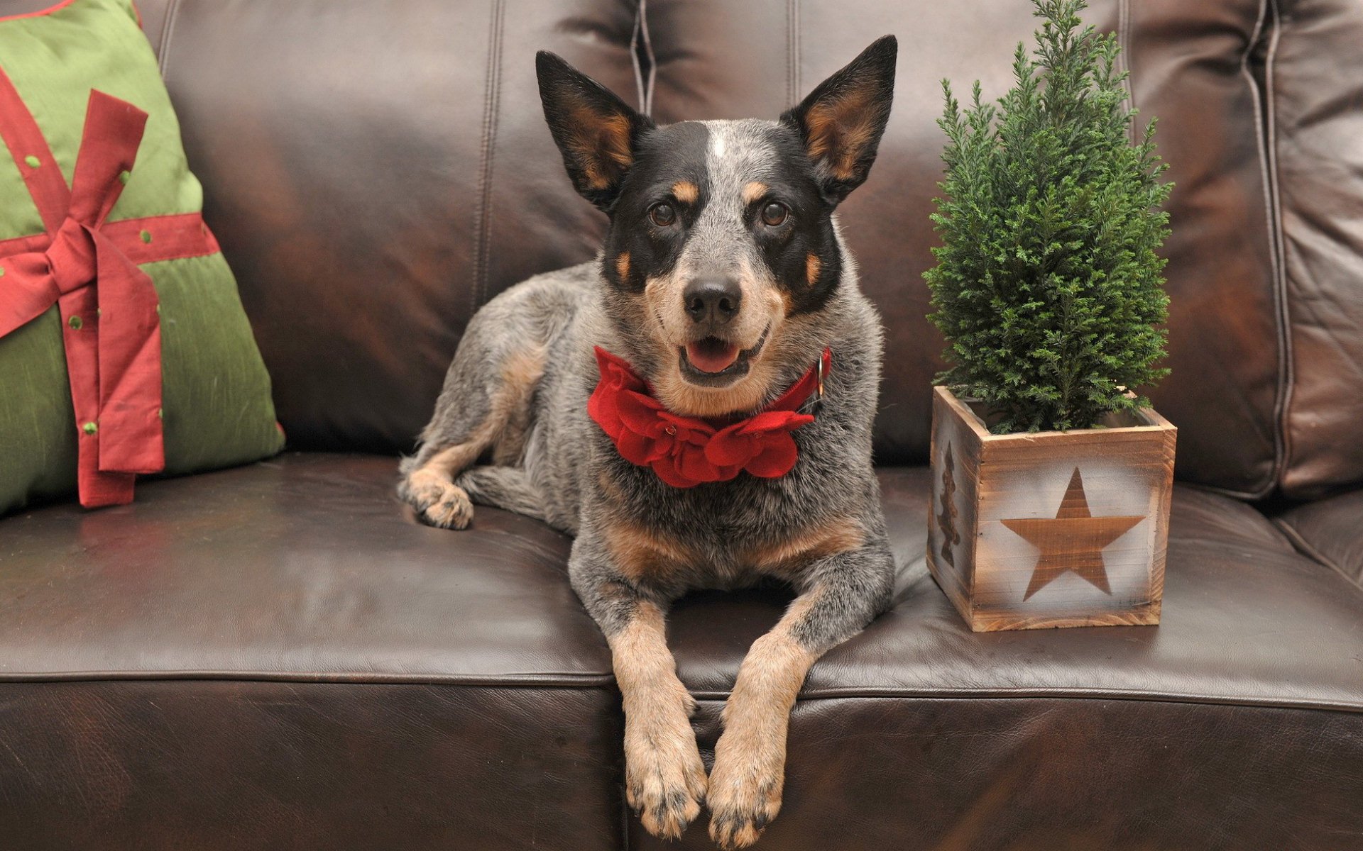 Blue Heelers Wallpapers