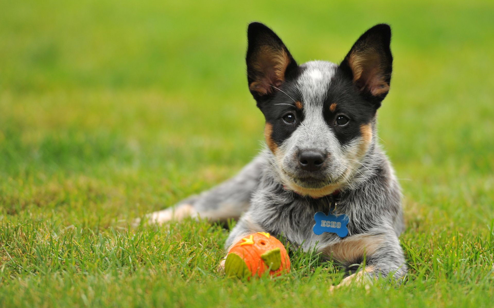 Blue Heelers Wallpapers