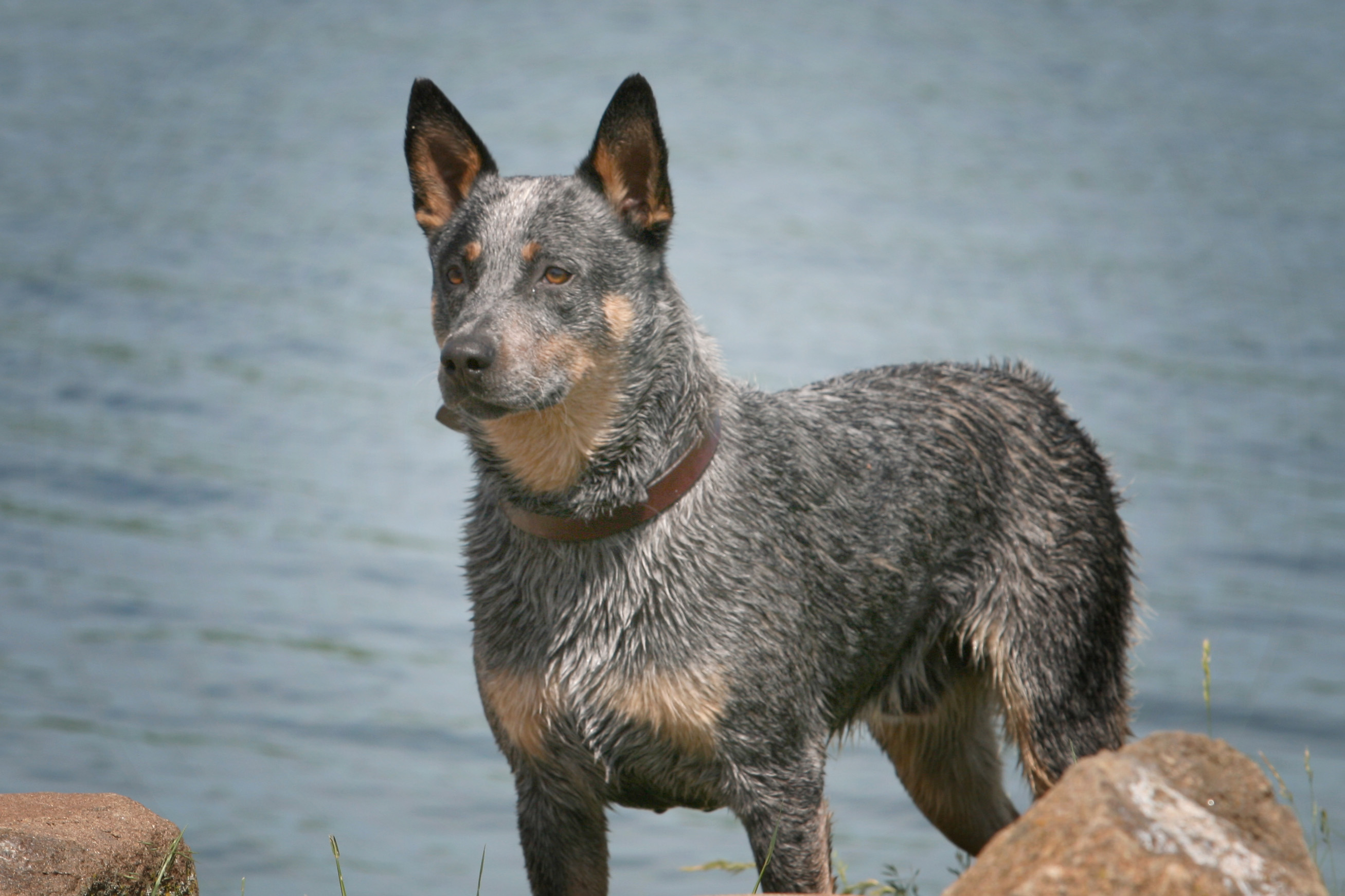 Blue Heelers Wallpapers