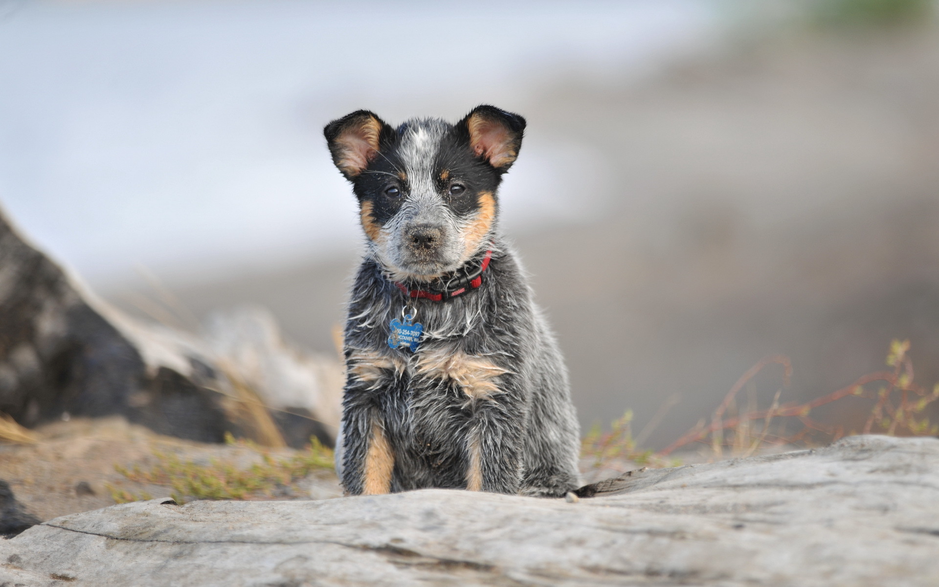 Blue Heelers Wallpapers