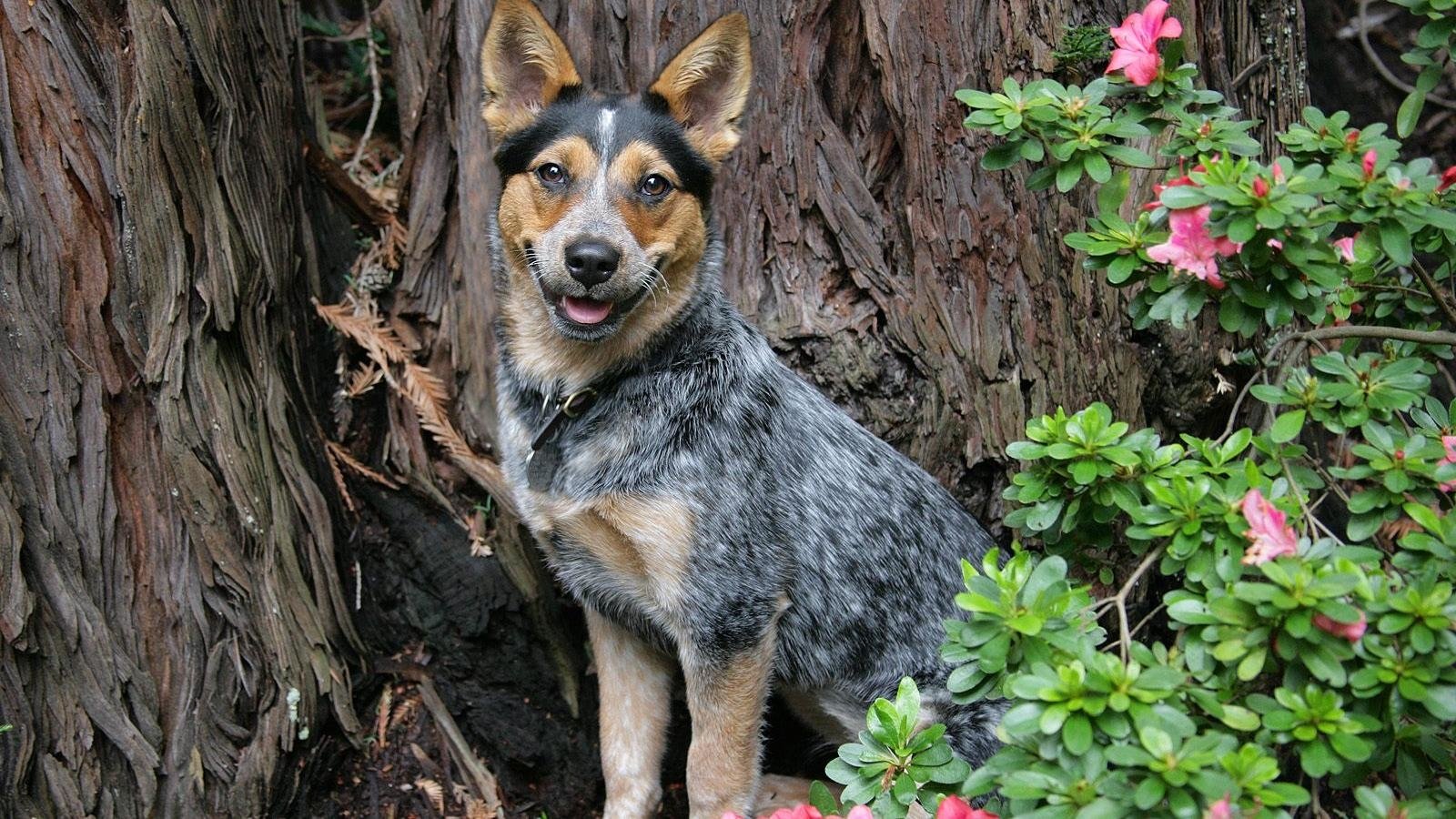 Blue Heelers Wallpapers