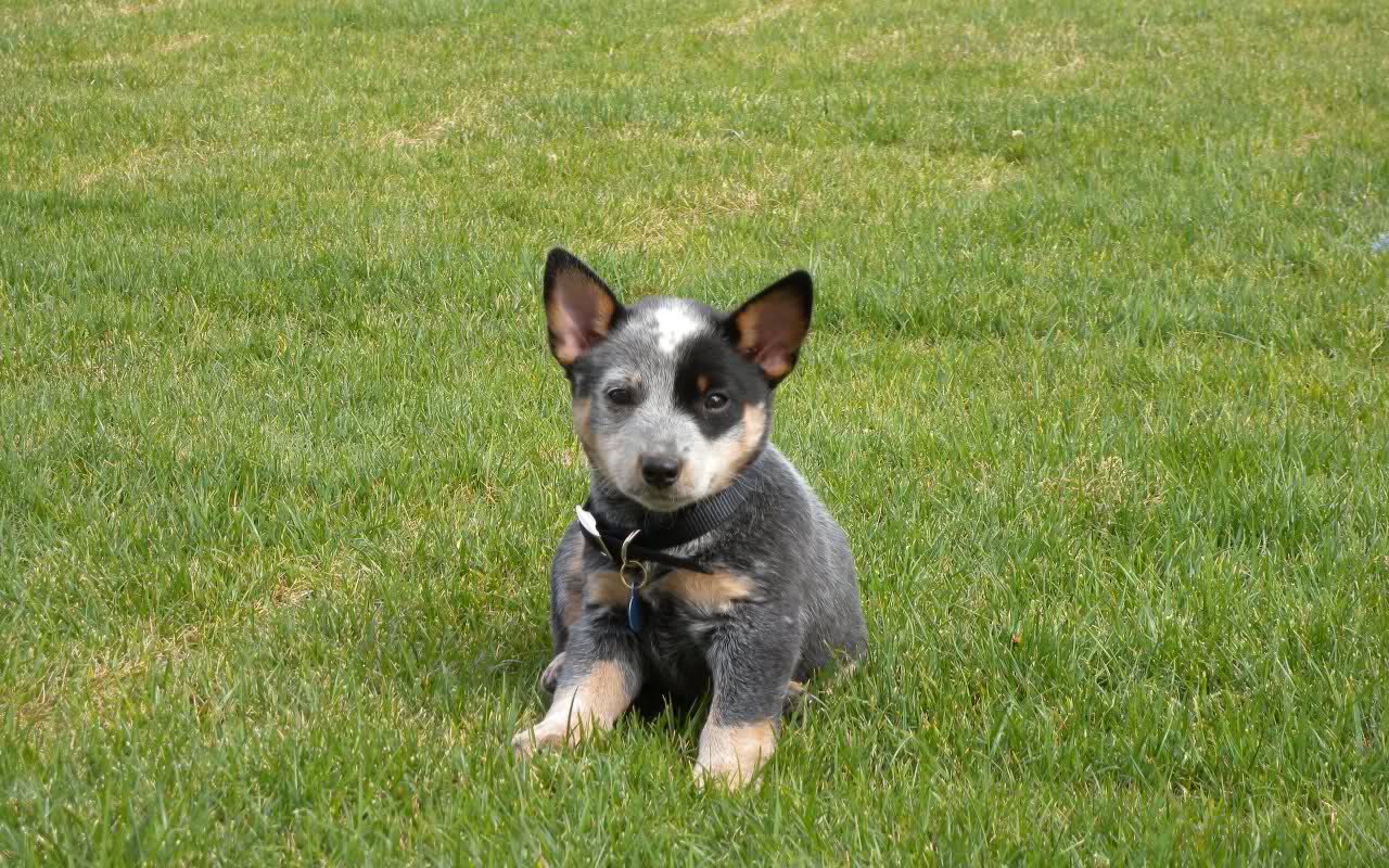 Blue Heelers Wallpapers