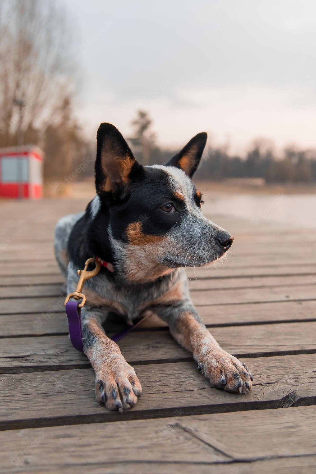 Blue Heelers Wallpapers