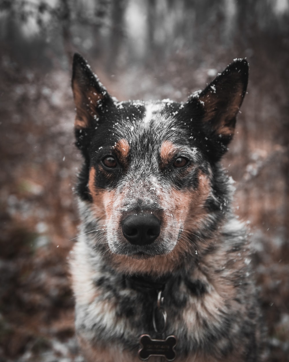 Blue Heelers Wallpapers