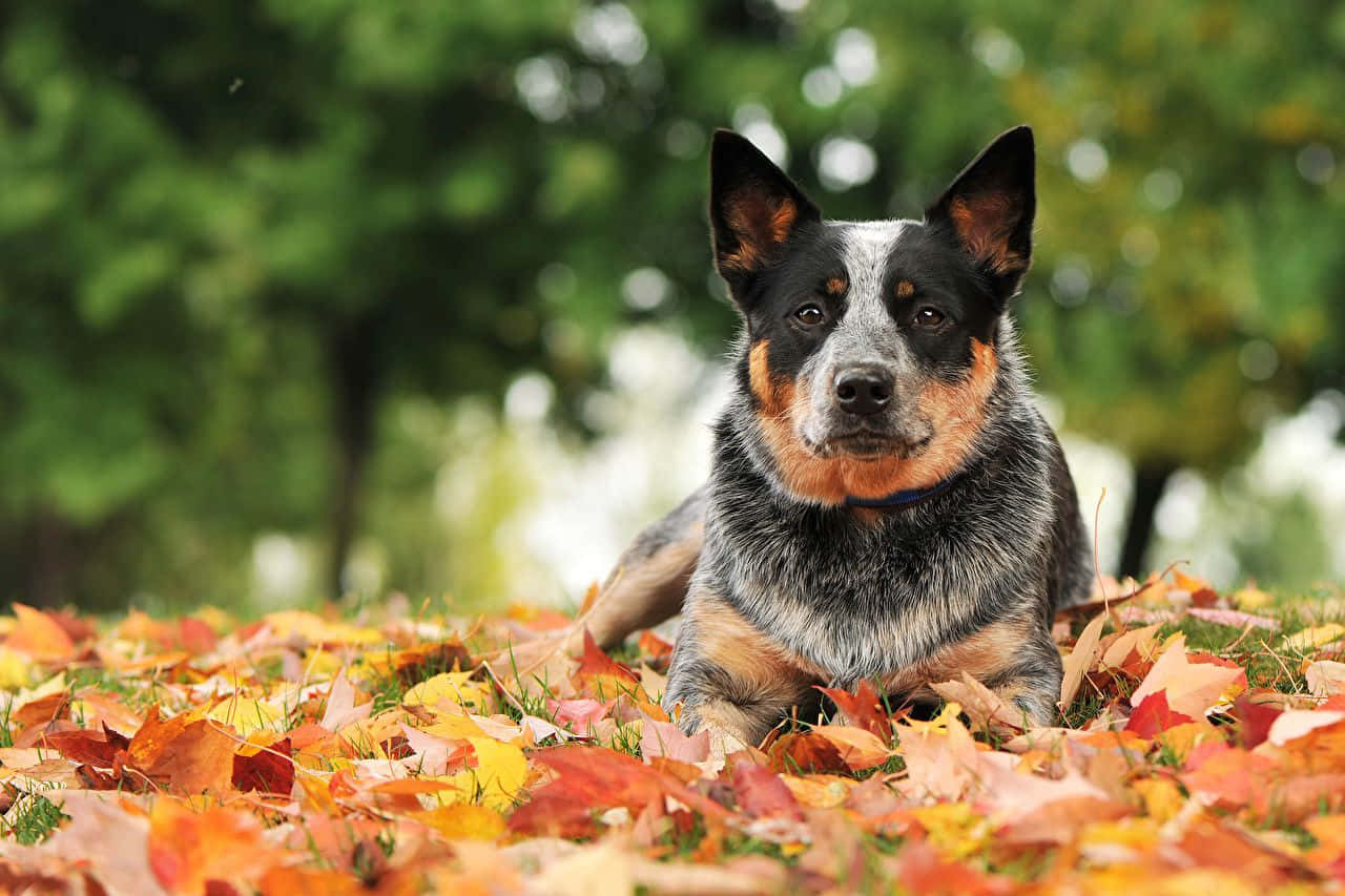 Blue Heelers Wallpapers