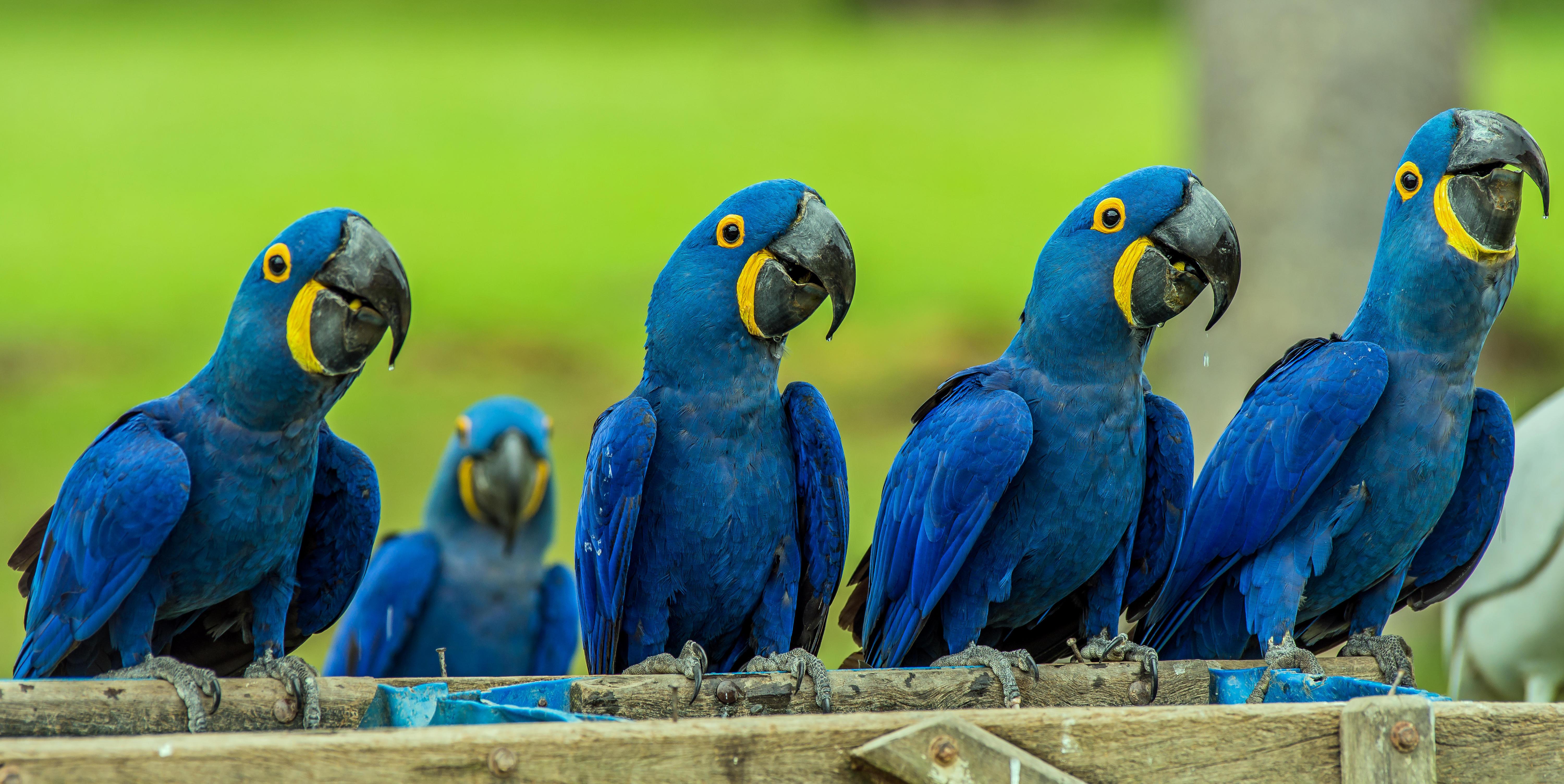 Blue Macaw Picture Wallpapers