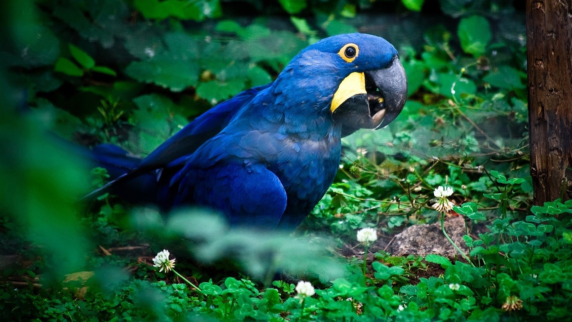 Blue Macaw Picture Wallpapers