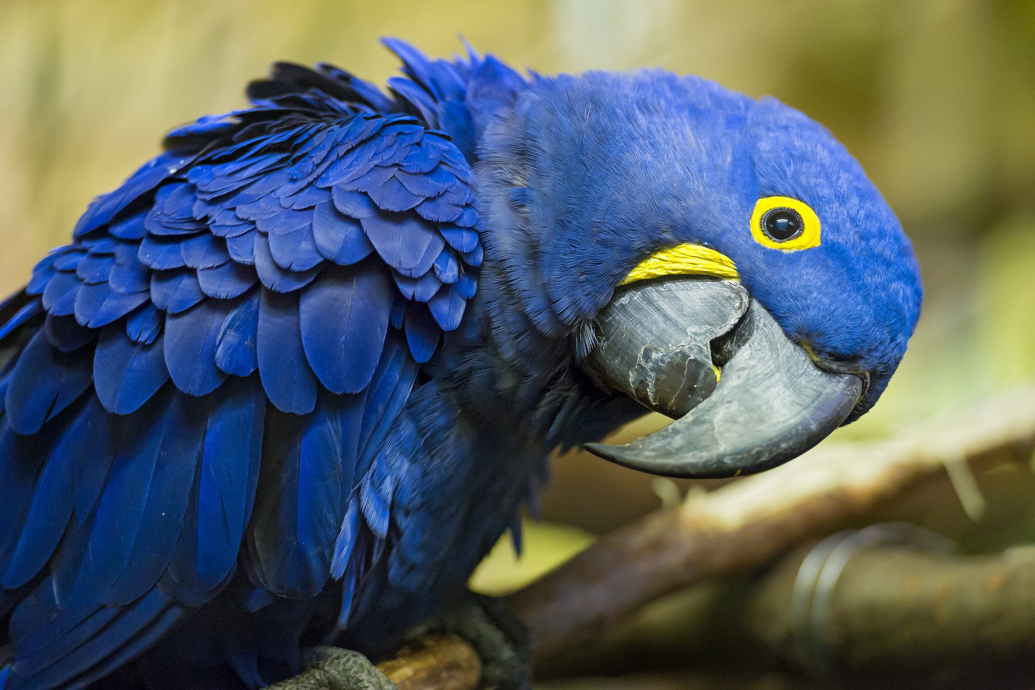 Blue Macaw Picture Wallpapers