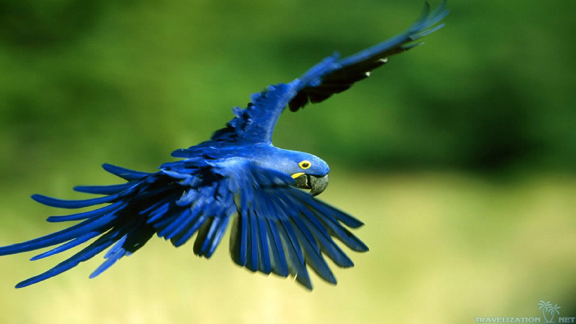 Blue Macaw Picture Wallpapers