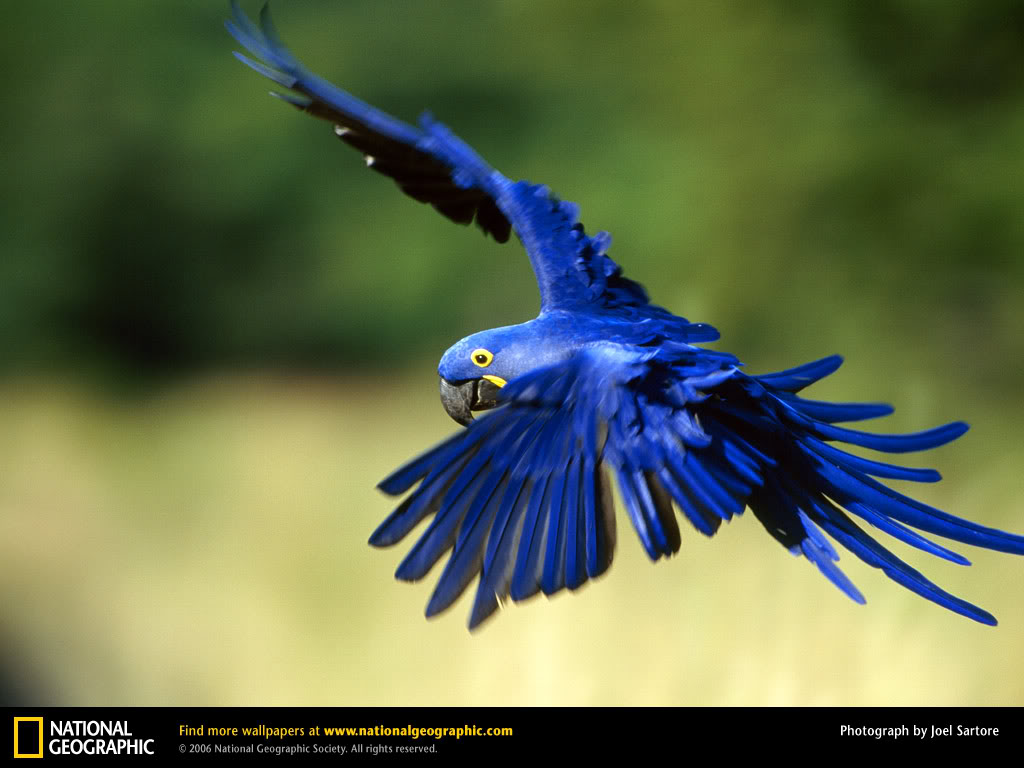 Blue Macaw Picture Wallpapers