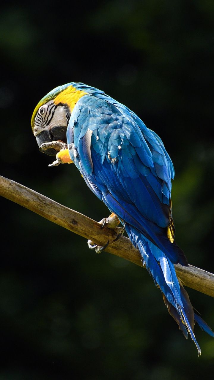 Blue Macaw Picture Wallpapers