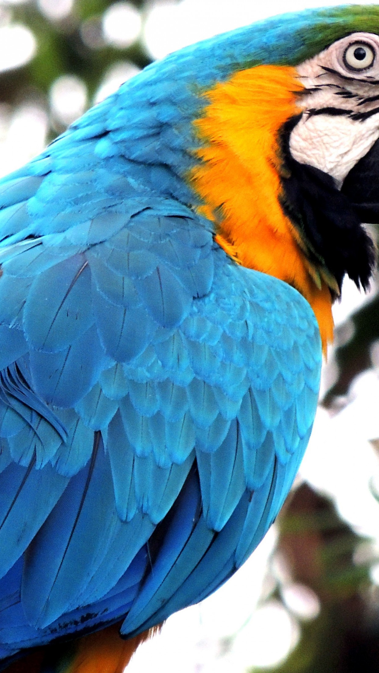 Blue Macaw Picture Wallpapers