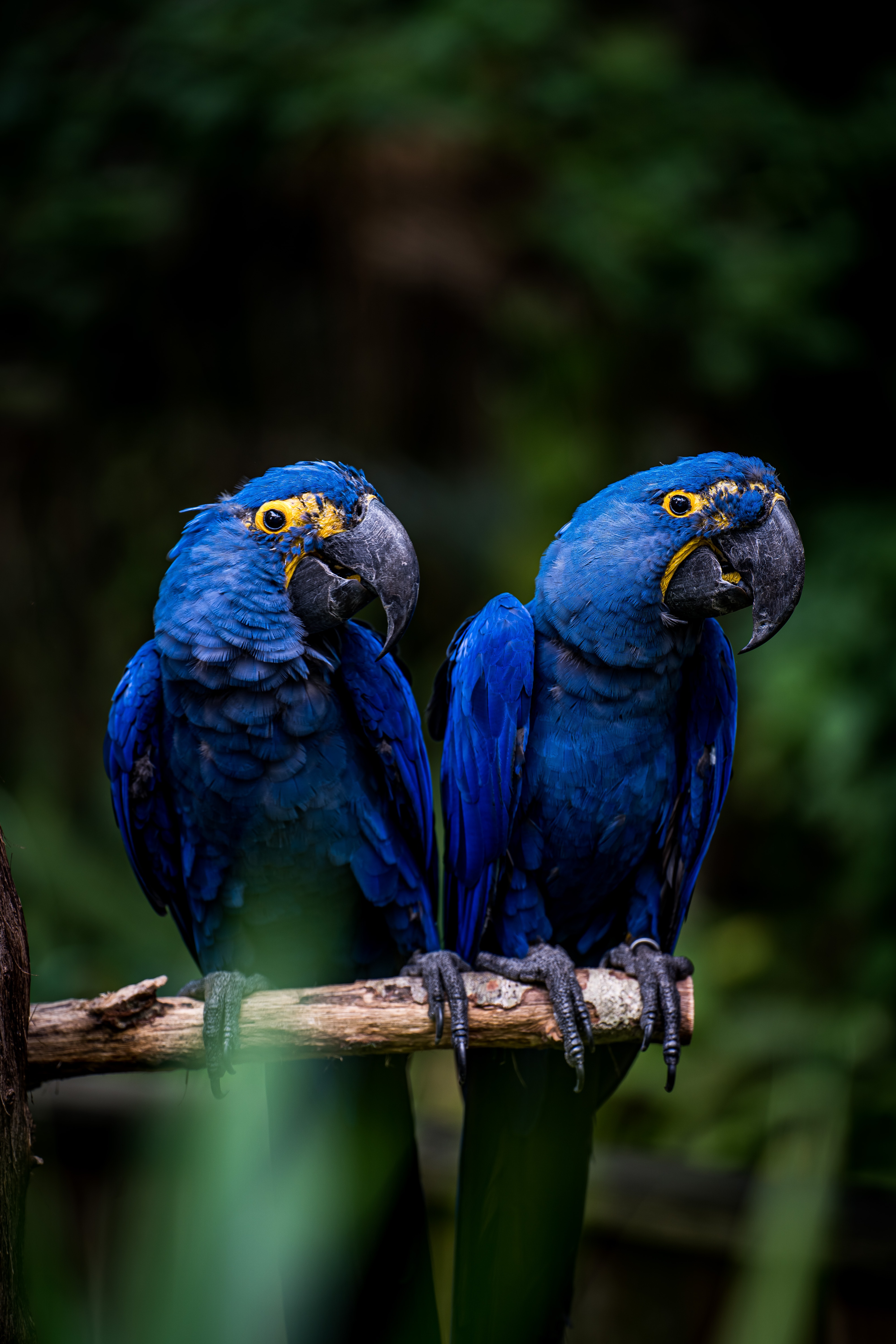 Blue Macaw Picture Wallpapers