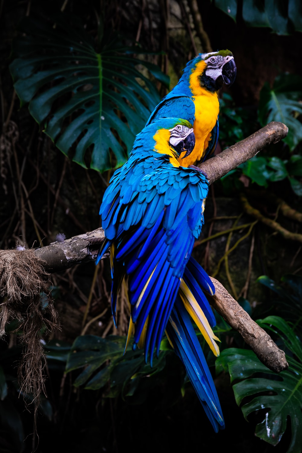 Blue Macaw Picture Wallpapers