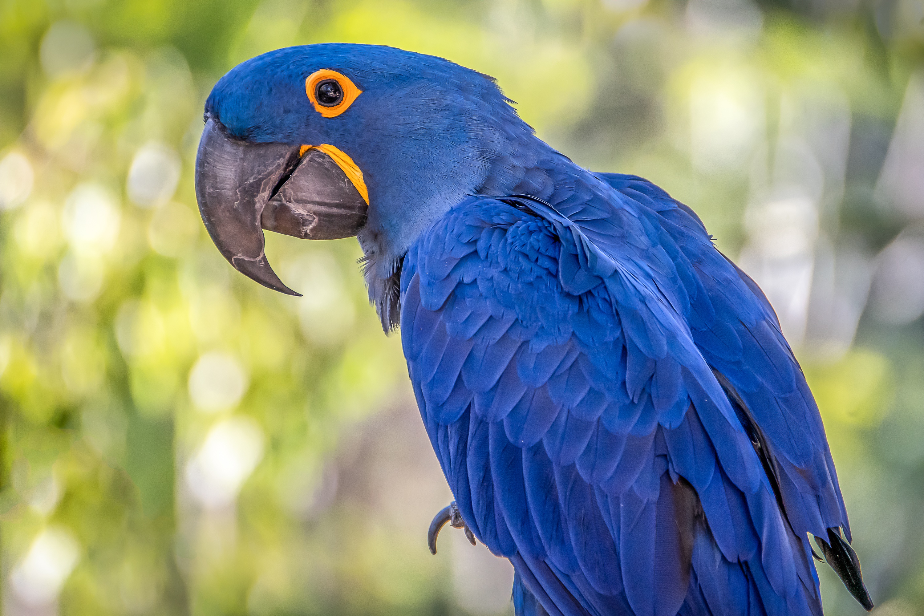 Blue Macaw Picture Wallpapers