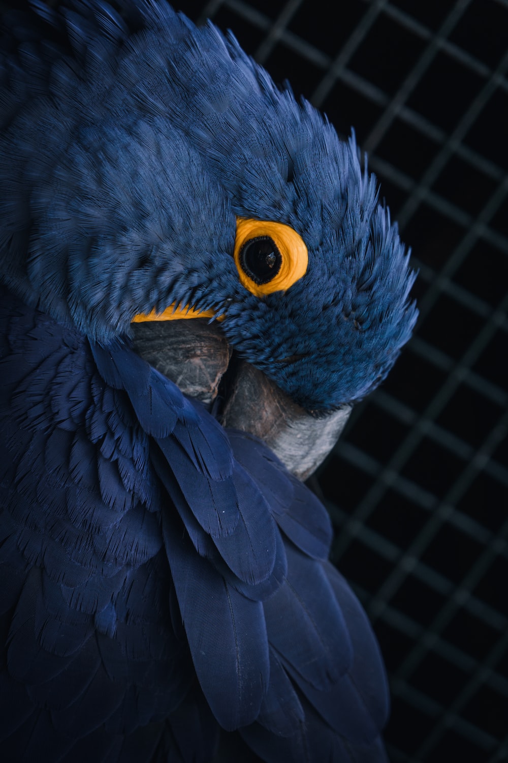 Blue Macaw Picture Wallpapers