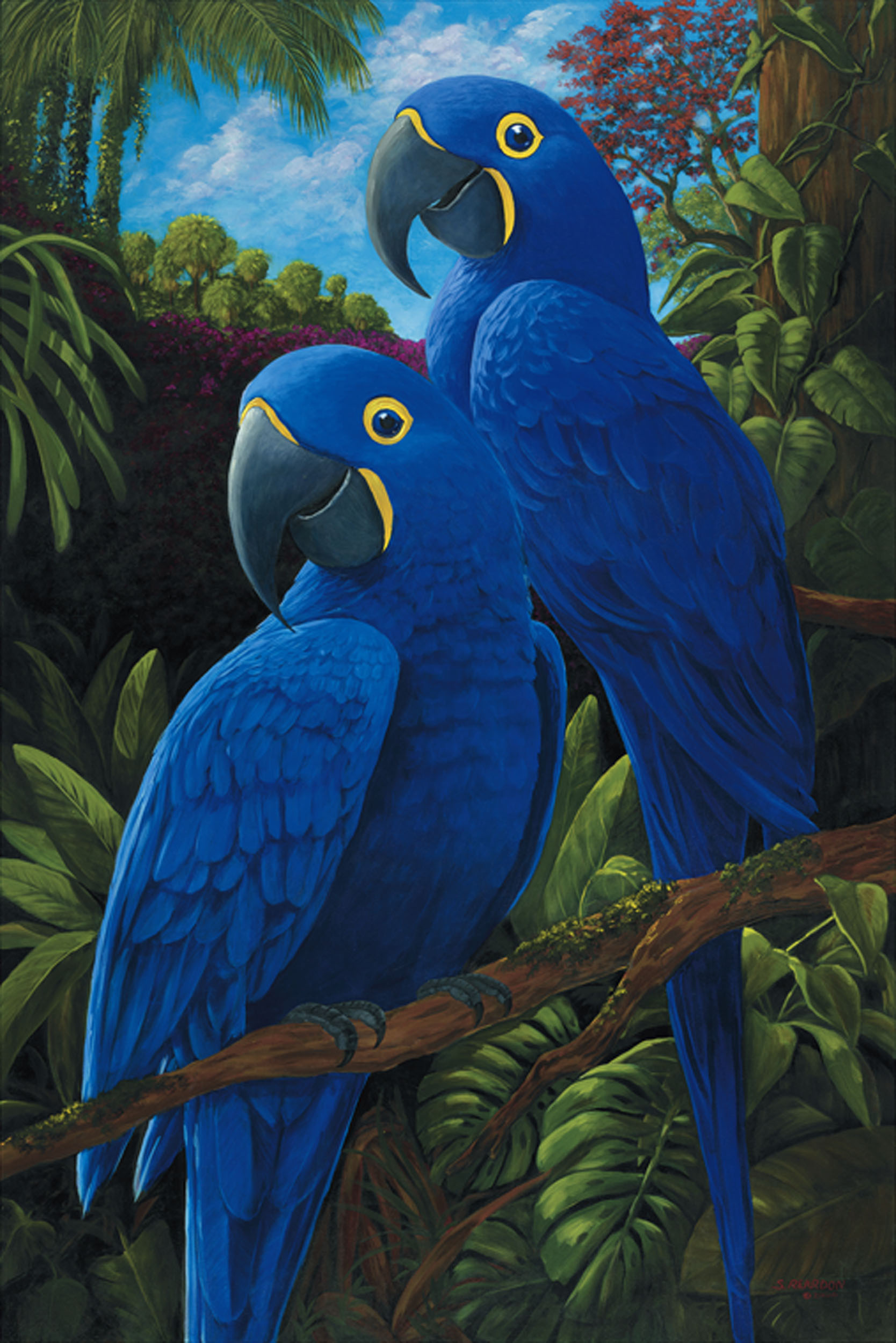Blue Macaw Picture Wallpapers