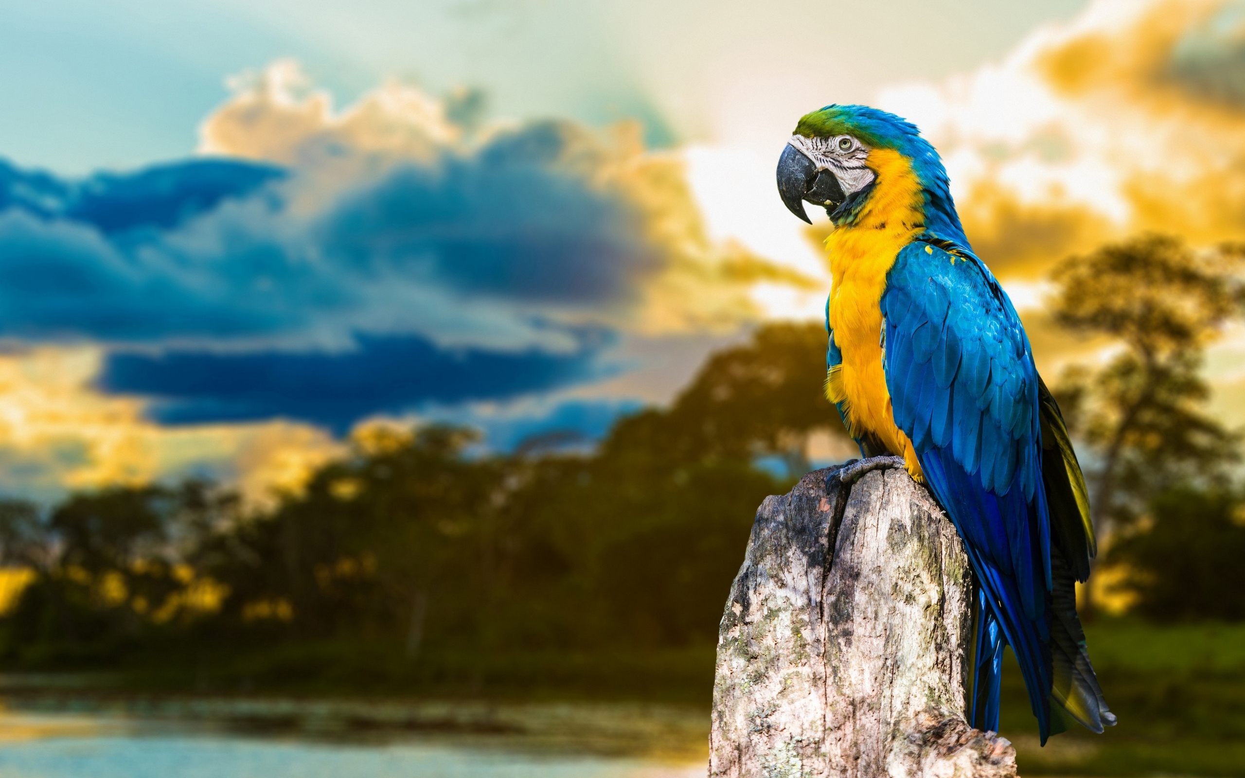 Blue Macaw Picture Wallpapers