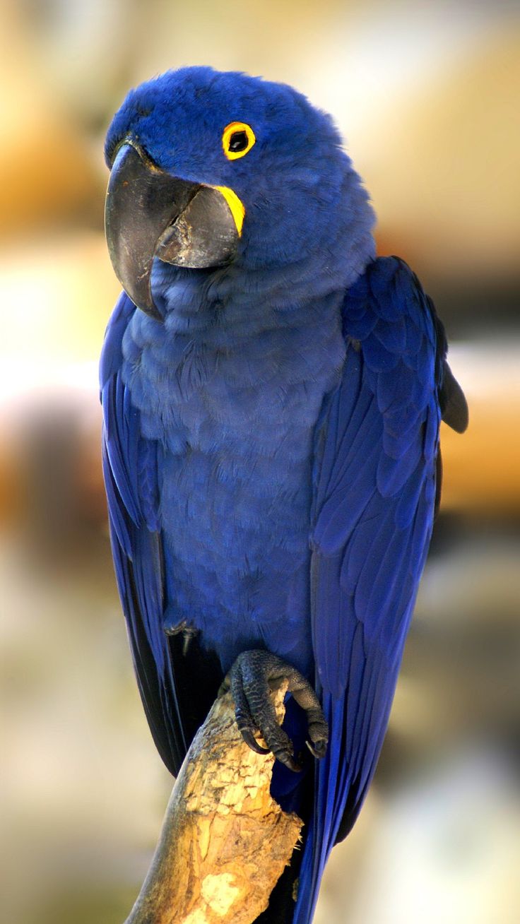 Blue Macaw Picture Wallpapers