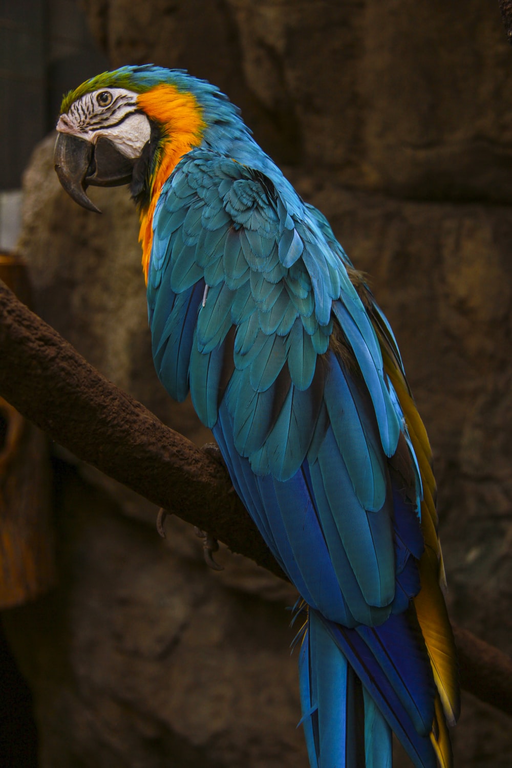 Blue Macaw Picture Wallpapers