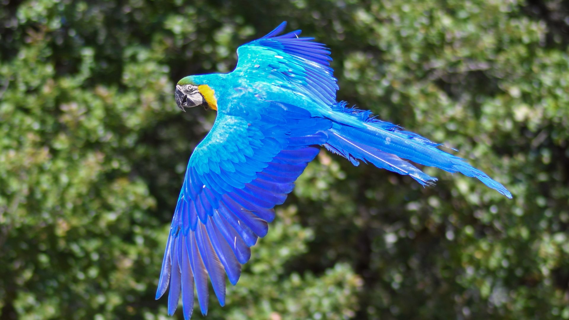 Blue Macaw Picture Wallpapers