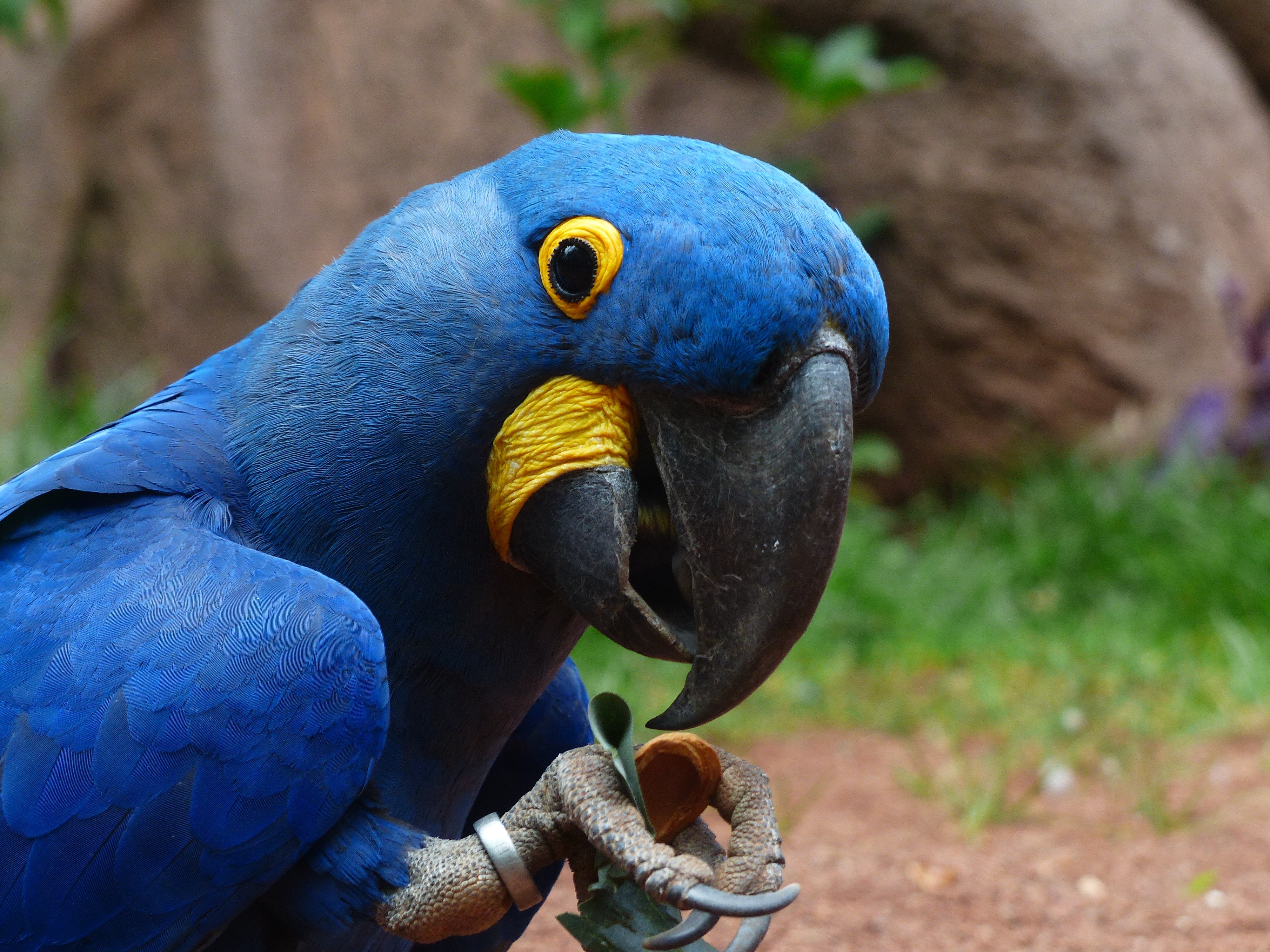 Blue Macaw Picture Wallpapers