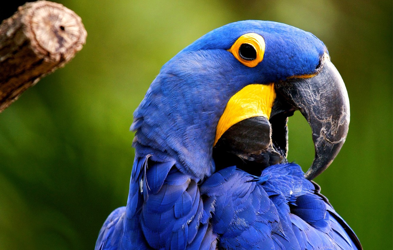 Blue Macaw Picture Wallpapers