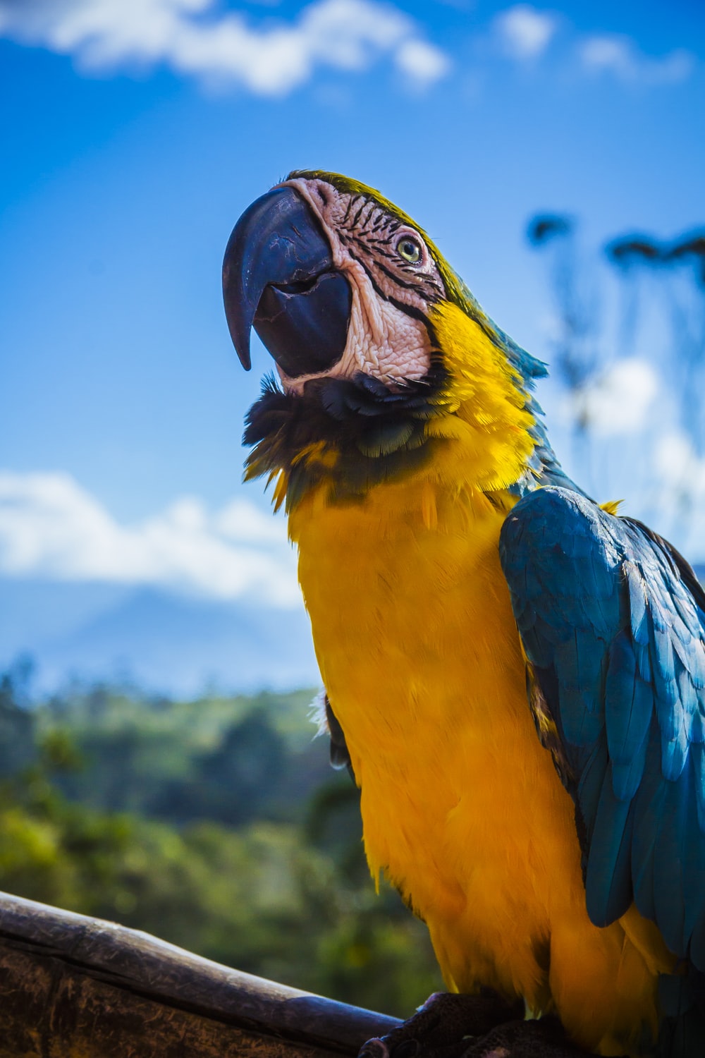 Blue Macaw Picture Wallpapers