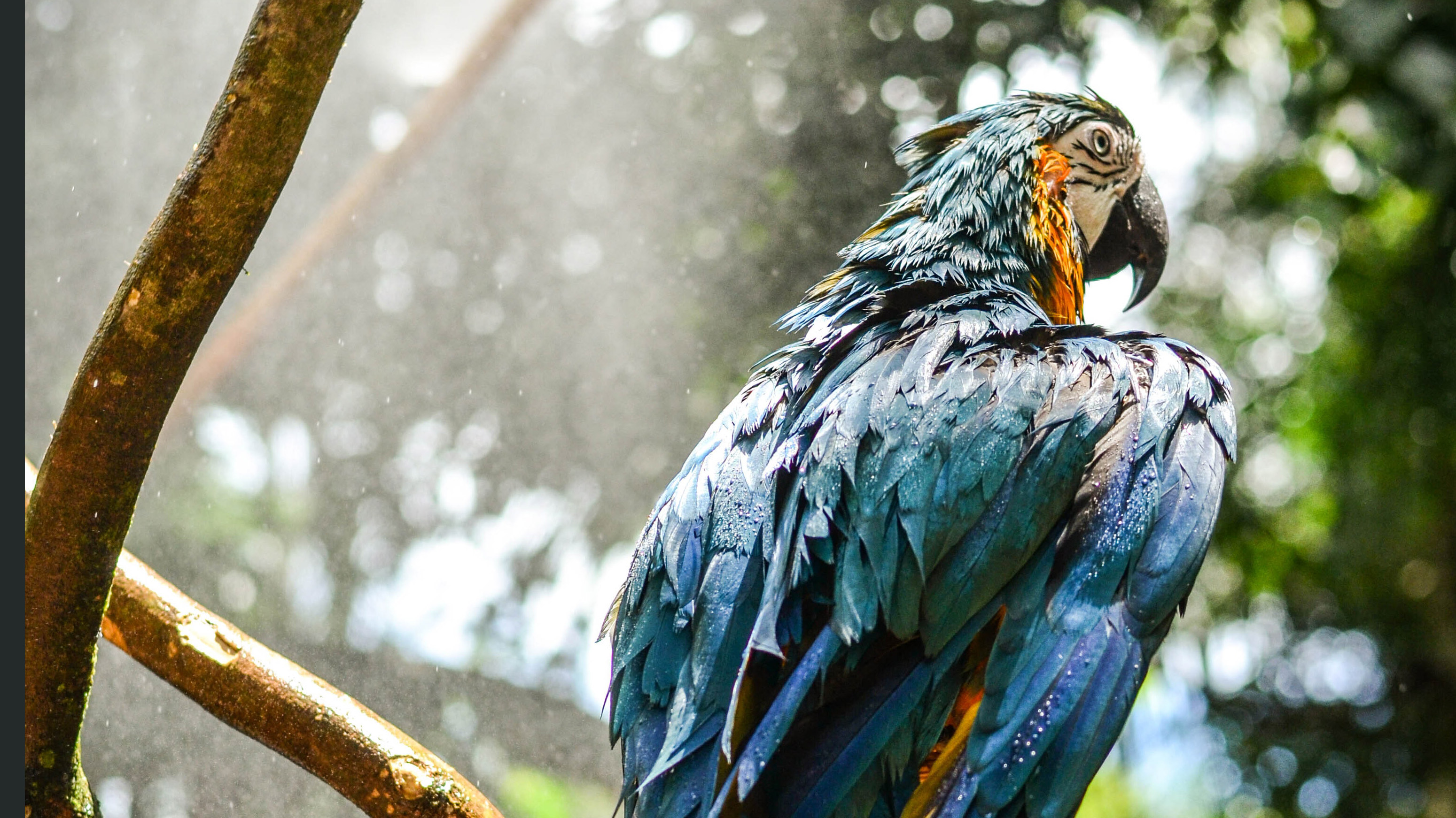 Blue Macaw Picture Wallpapers