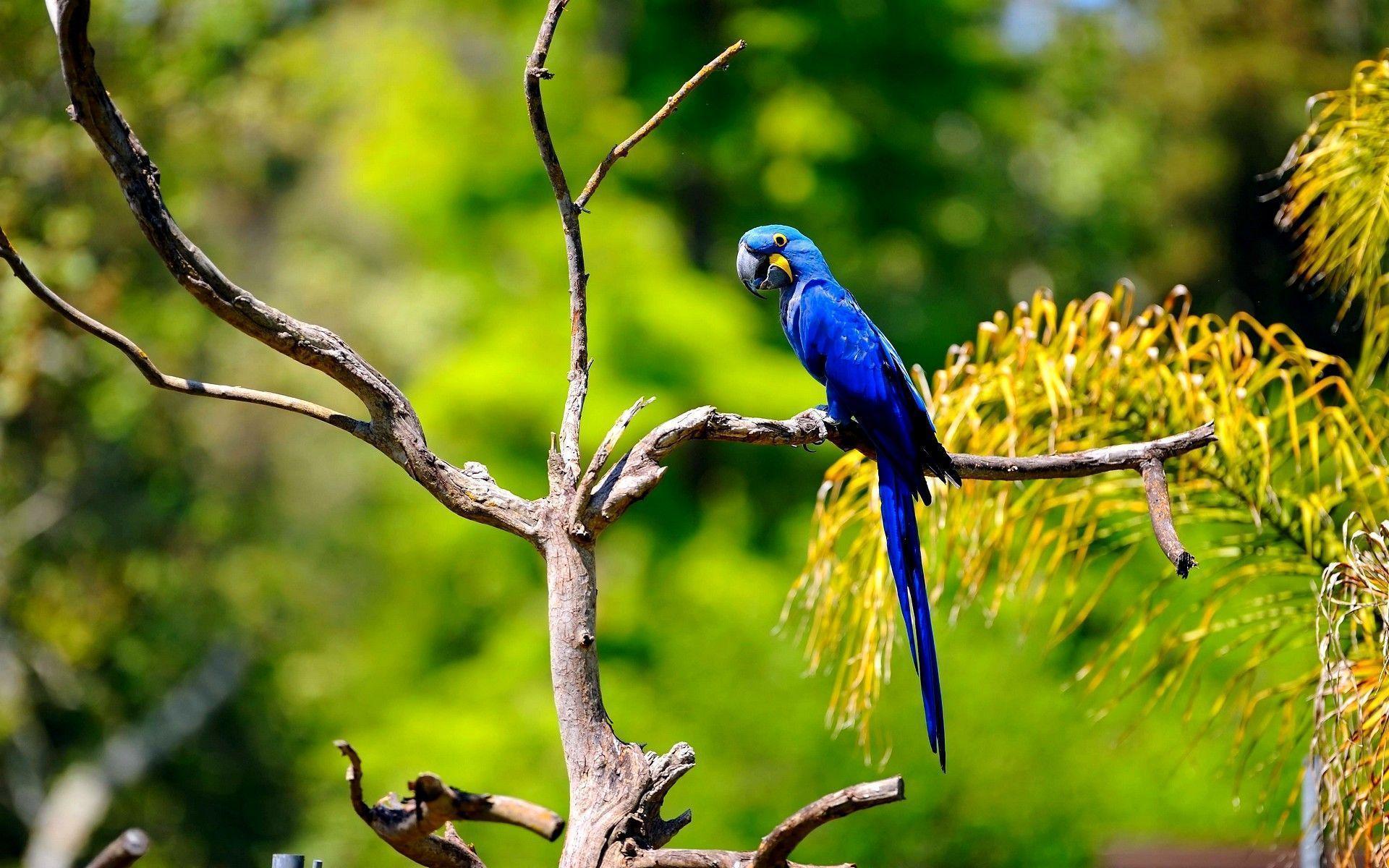 Blue Macaw Picture Wallpapers