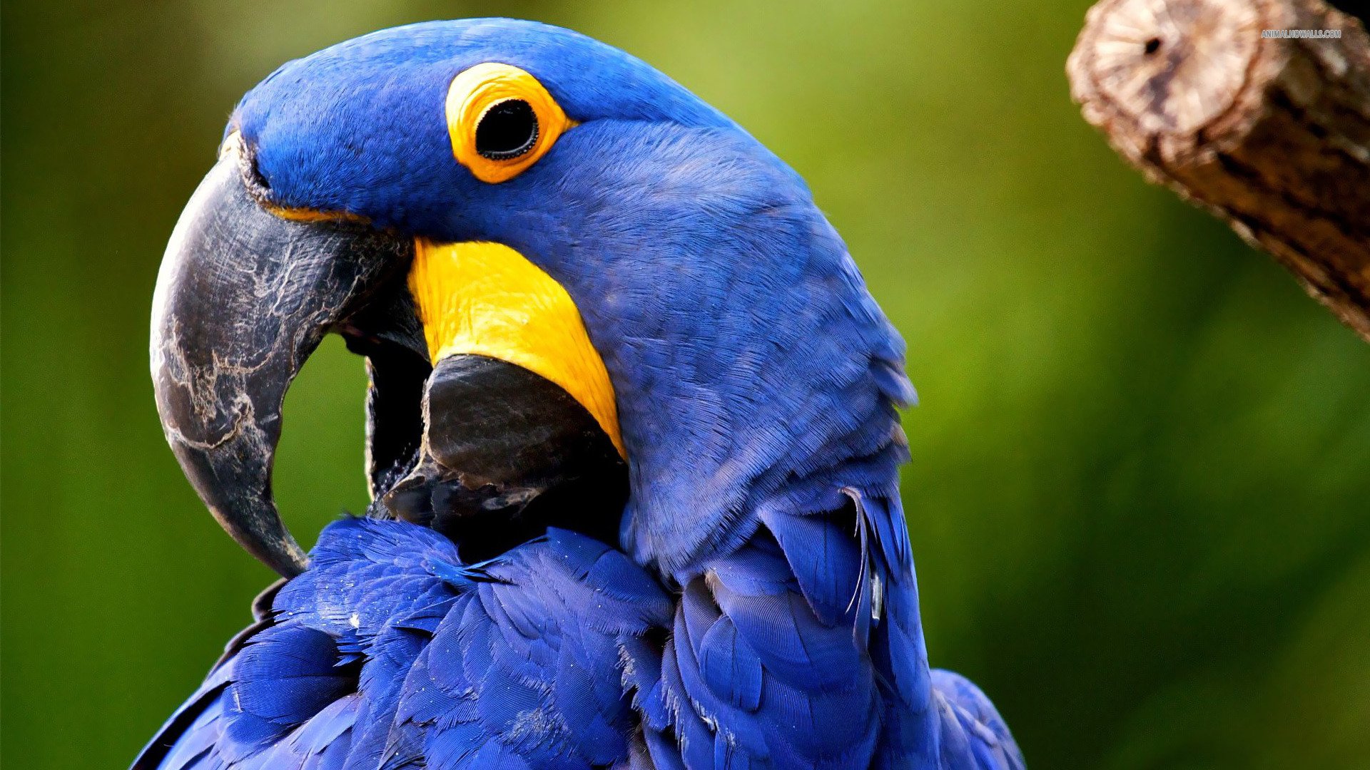 Blue Macaw Picture Wallpapers