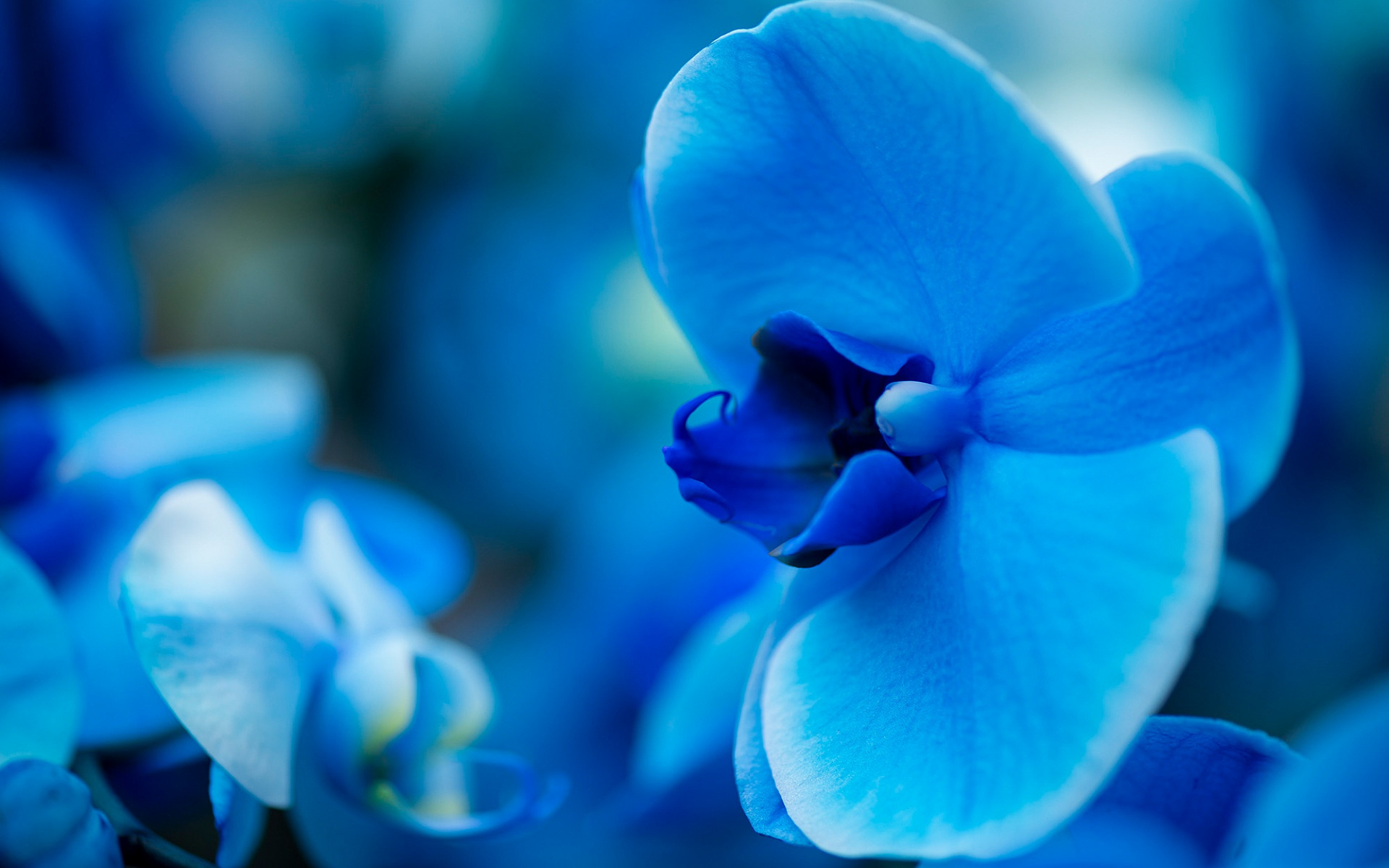 Blue Orchid Wallpapers