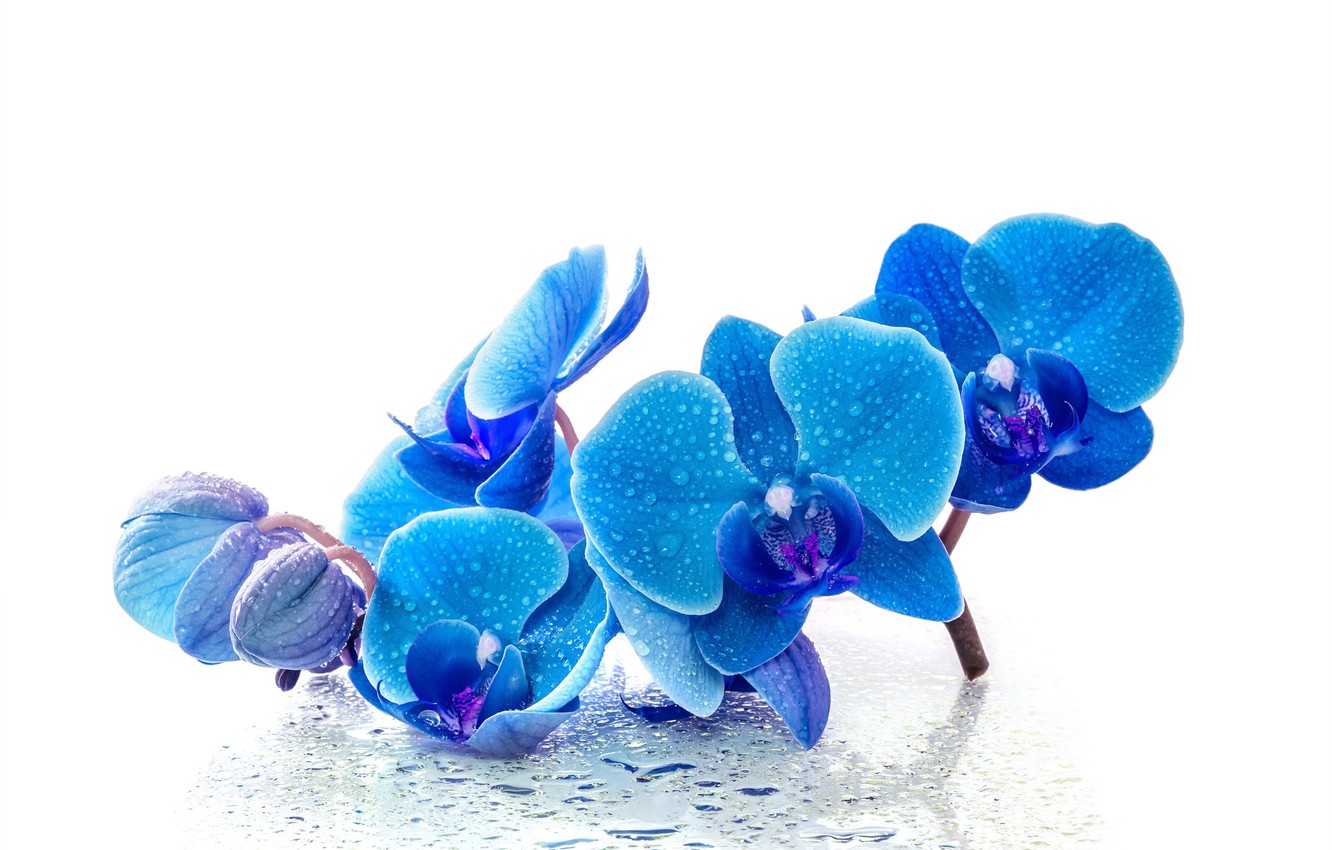 Blue Orchid Wallpapers