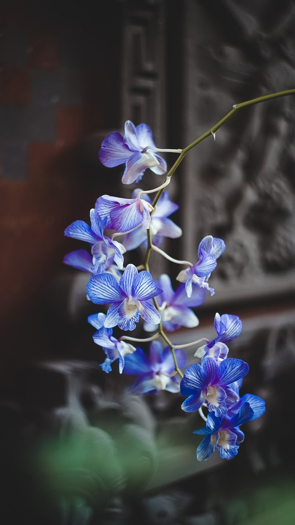 Blue Orchid Wallpapers