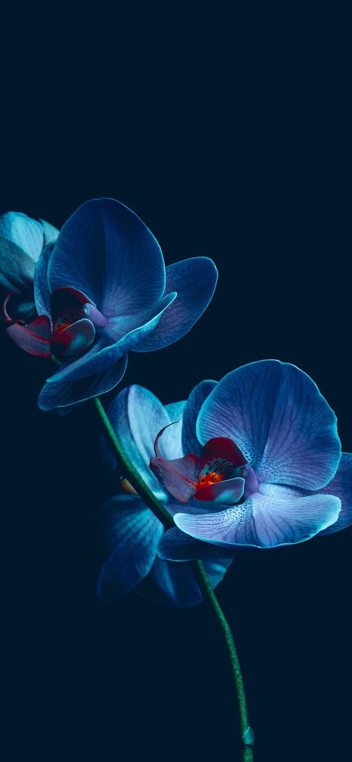 Blue Orchid Wallpapers