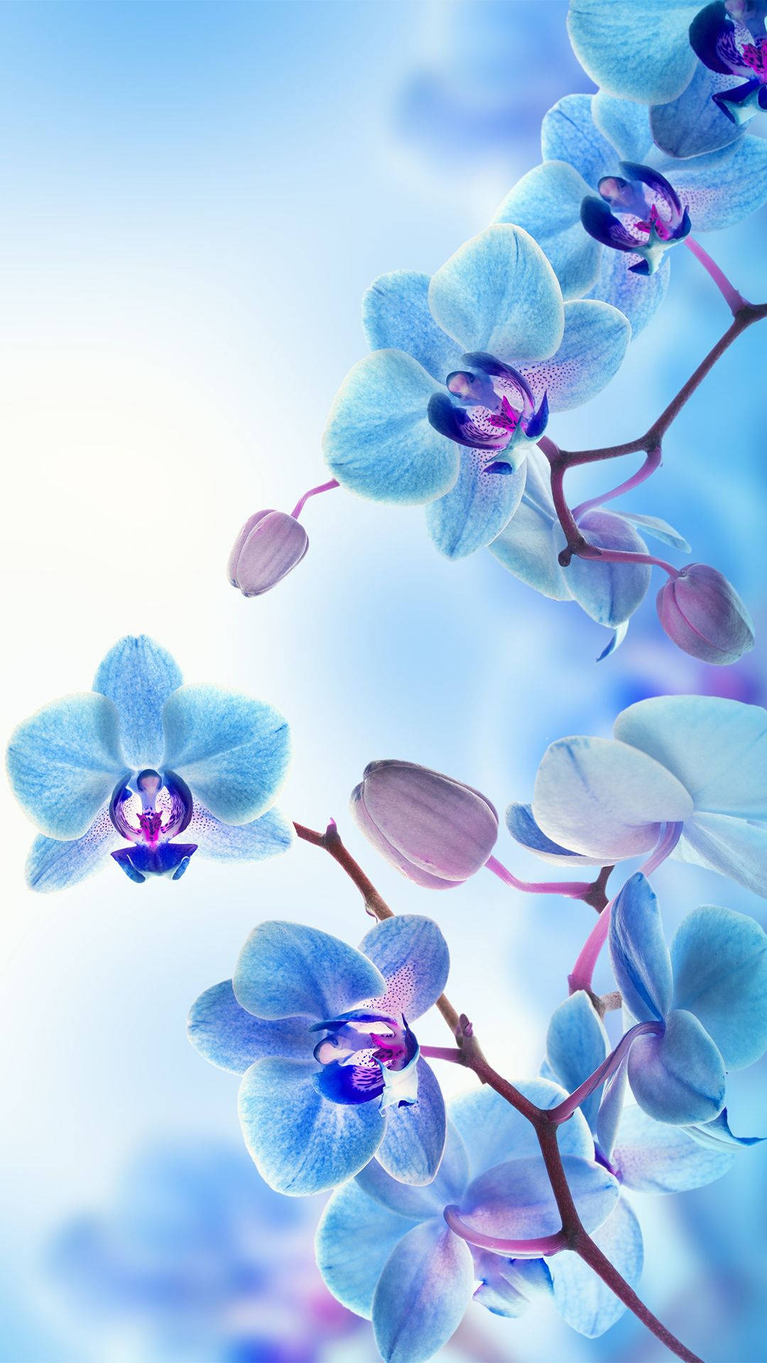 Blue Orchid Wallpapers