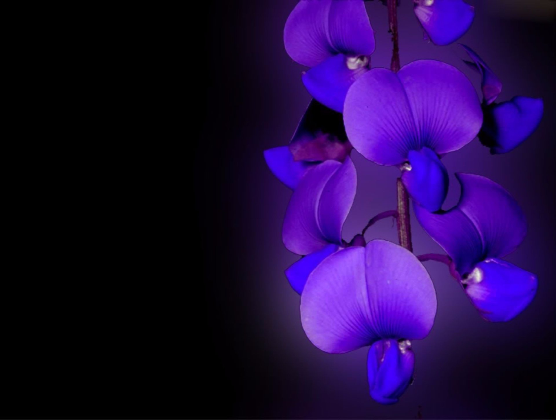 Blue Orchid Wallpapers