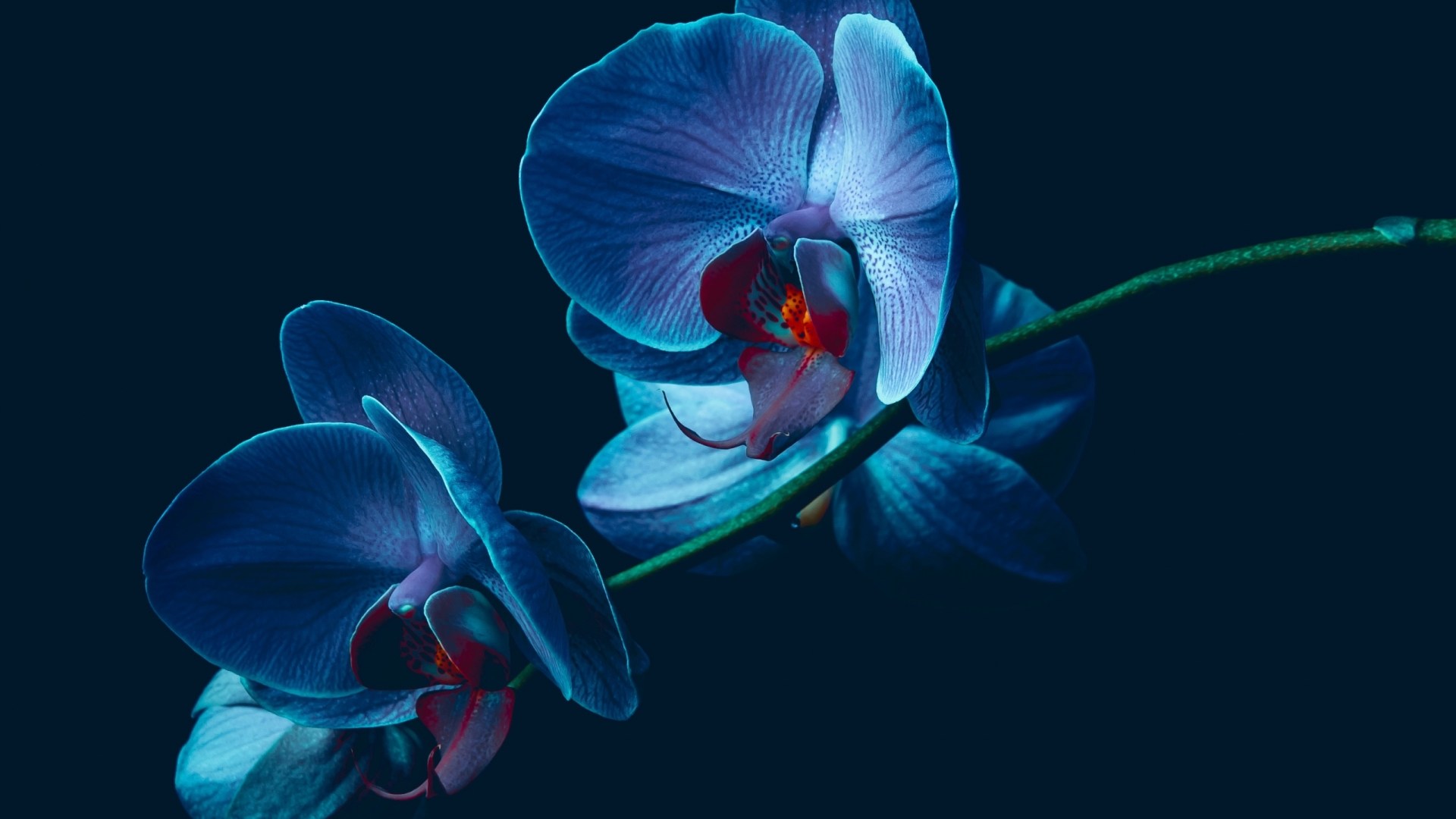 Blue Orchid Wallpapers