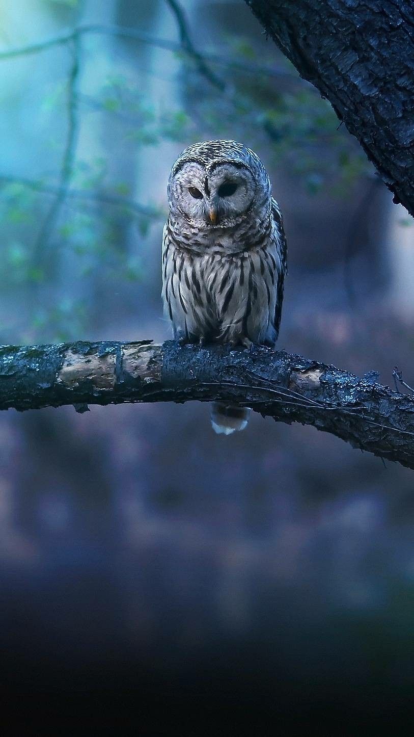 Blue Owl Wallpapers