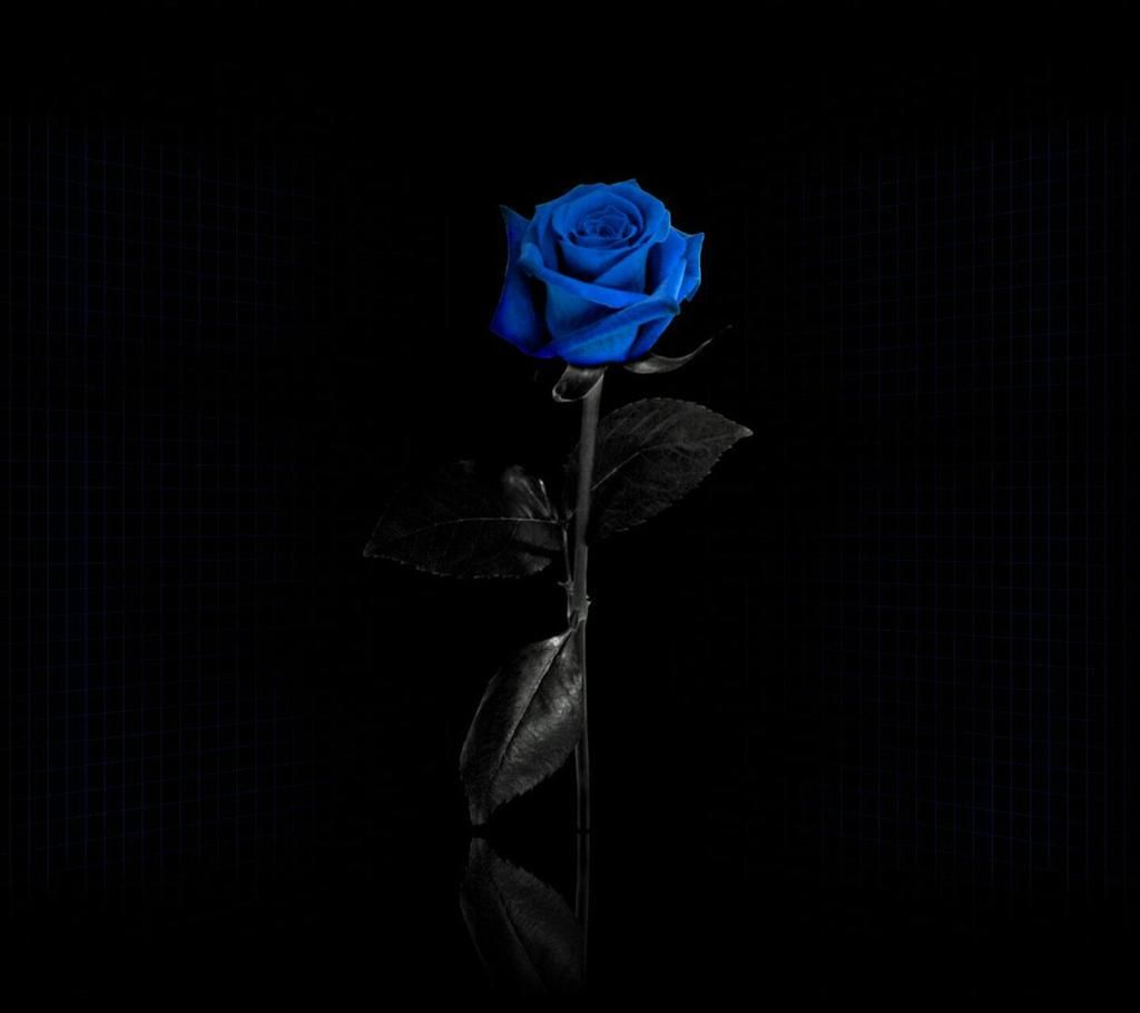 Blue Rose Black Background