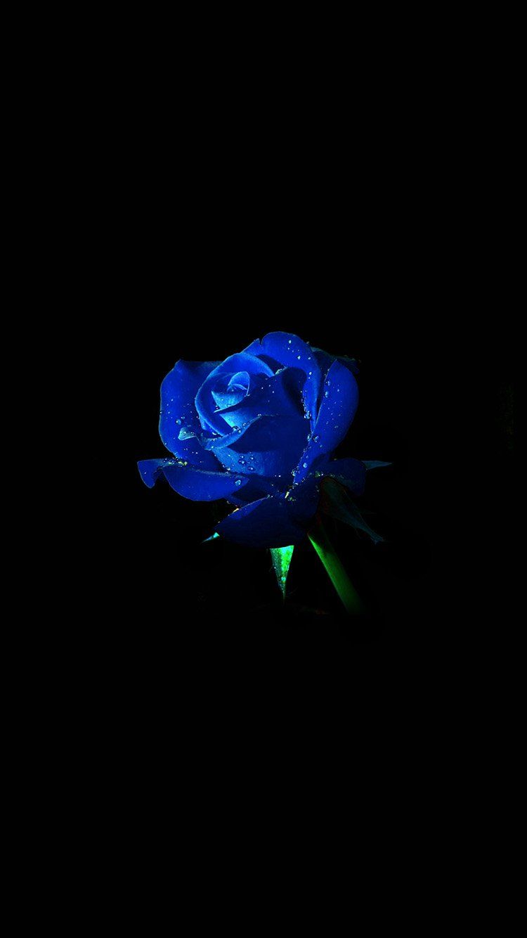 Blue Rose Black Background