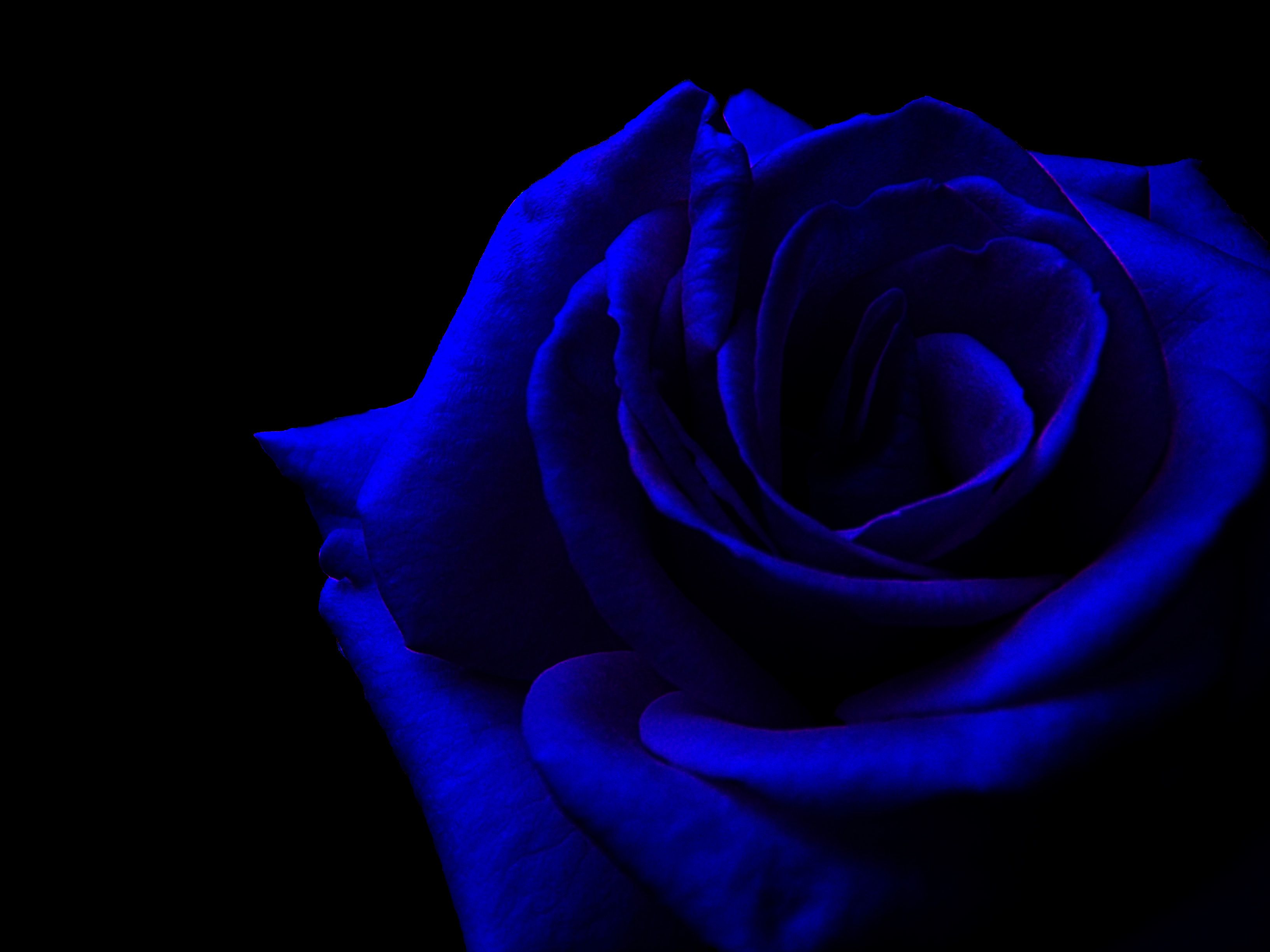 Blue Rose Black Background