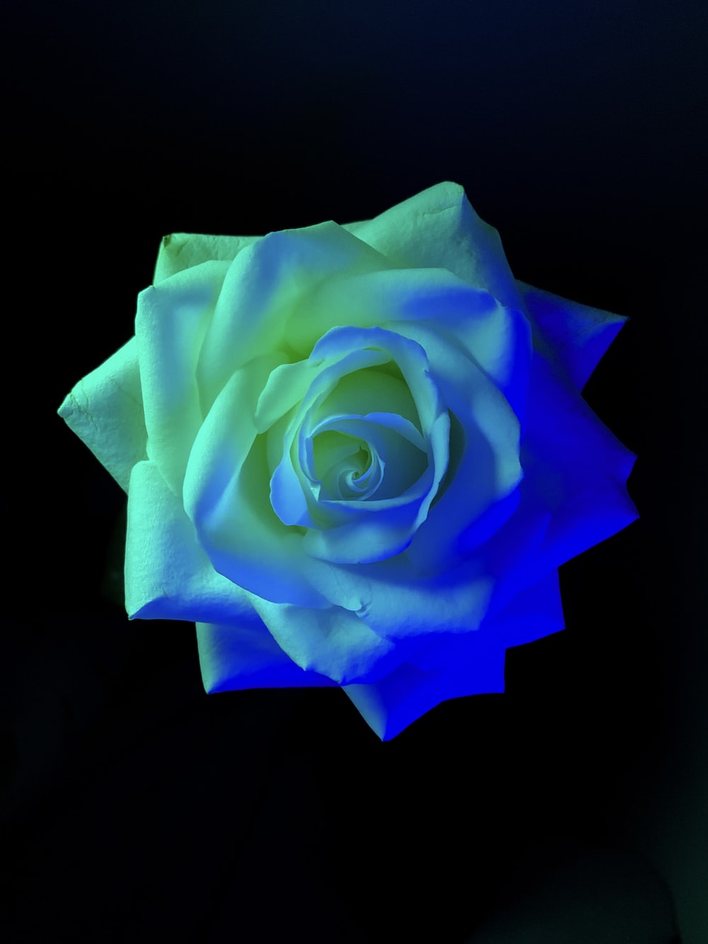 Blue Rose Black Background