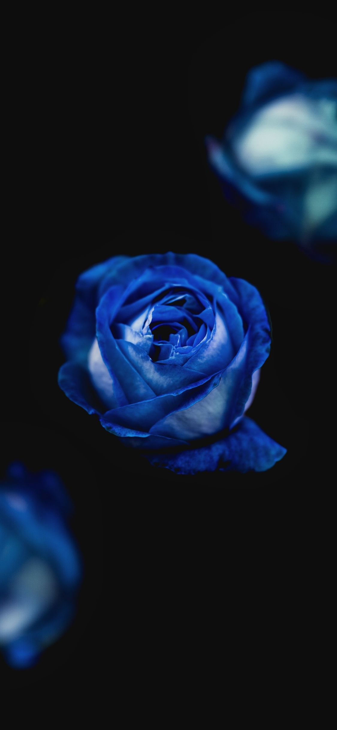 Blue Rose Black Background