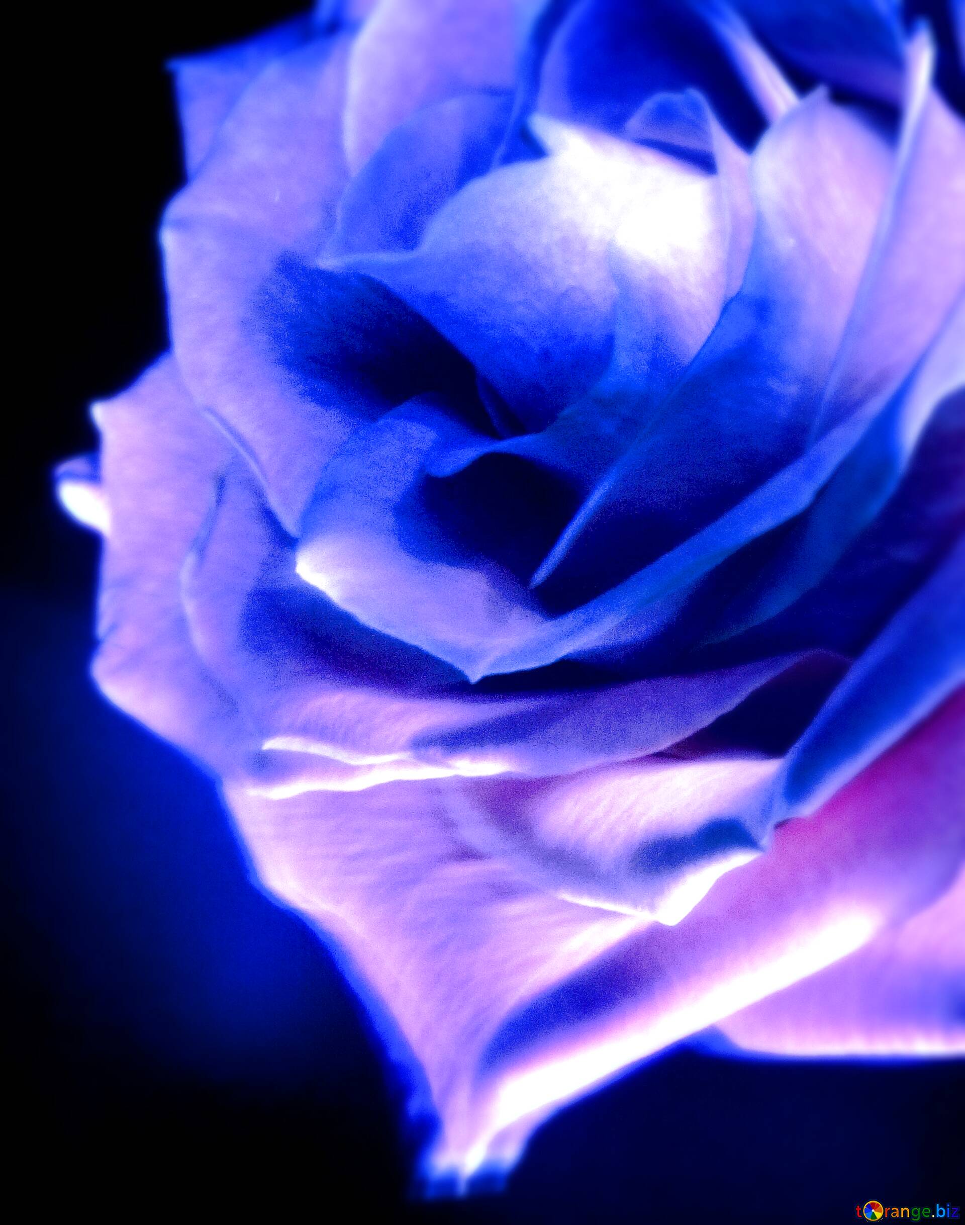 Blue Rose Black Background