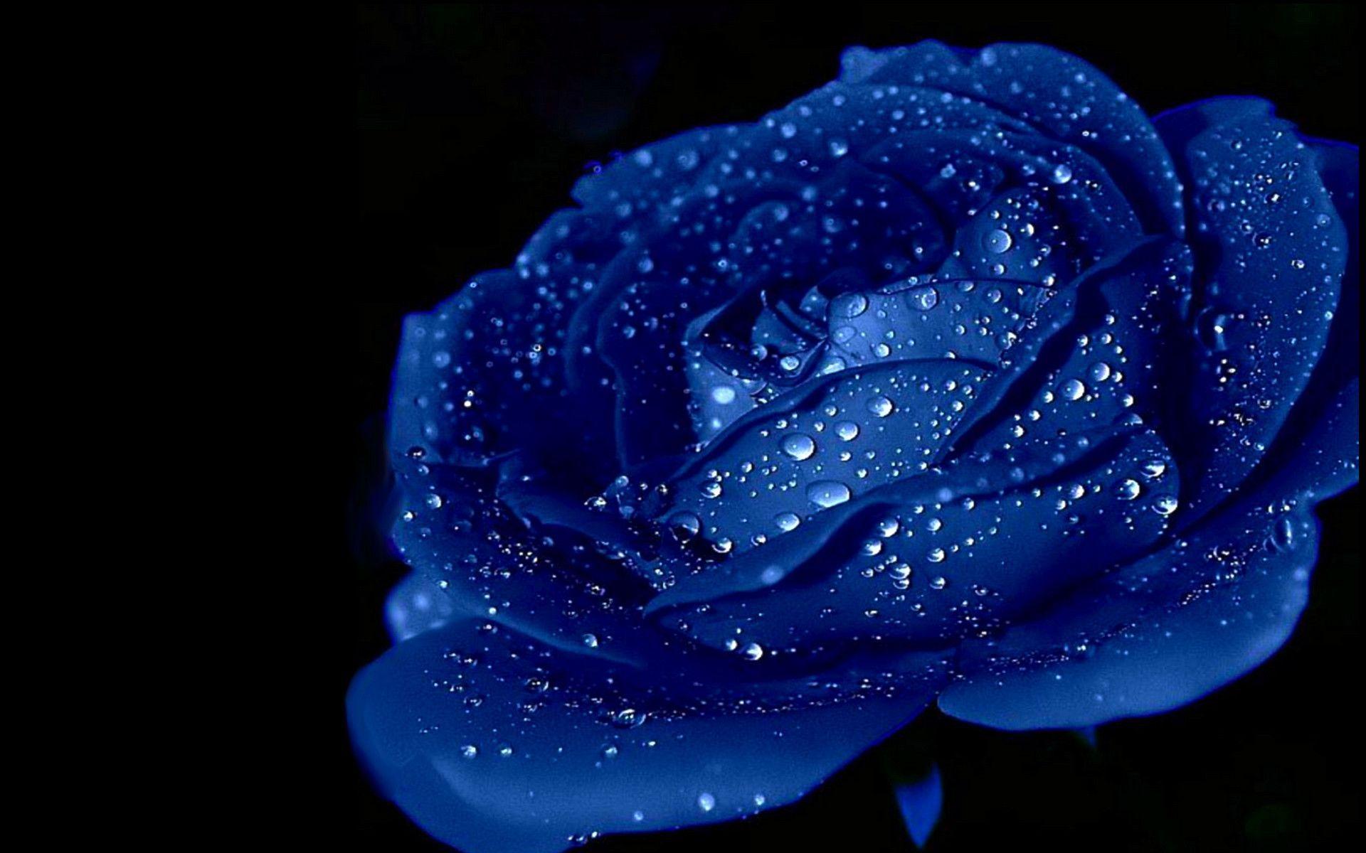 Blue Rose Wallpapers