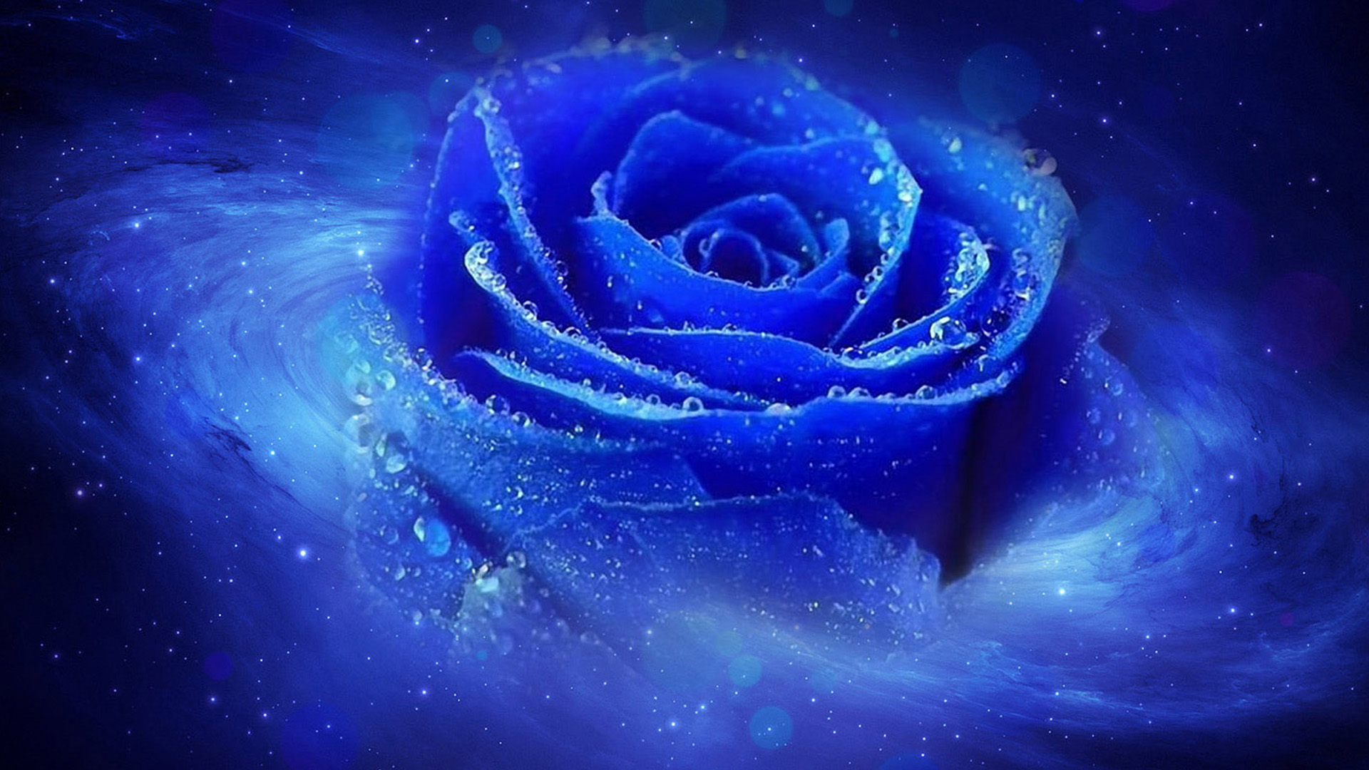 Blue Rose Wallpapers